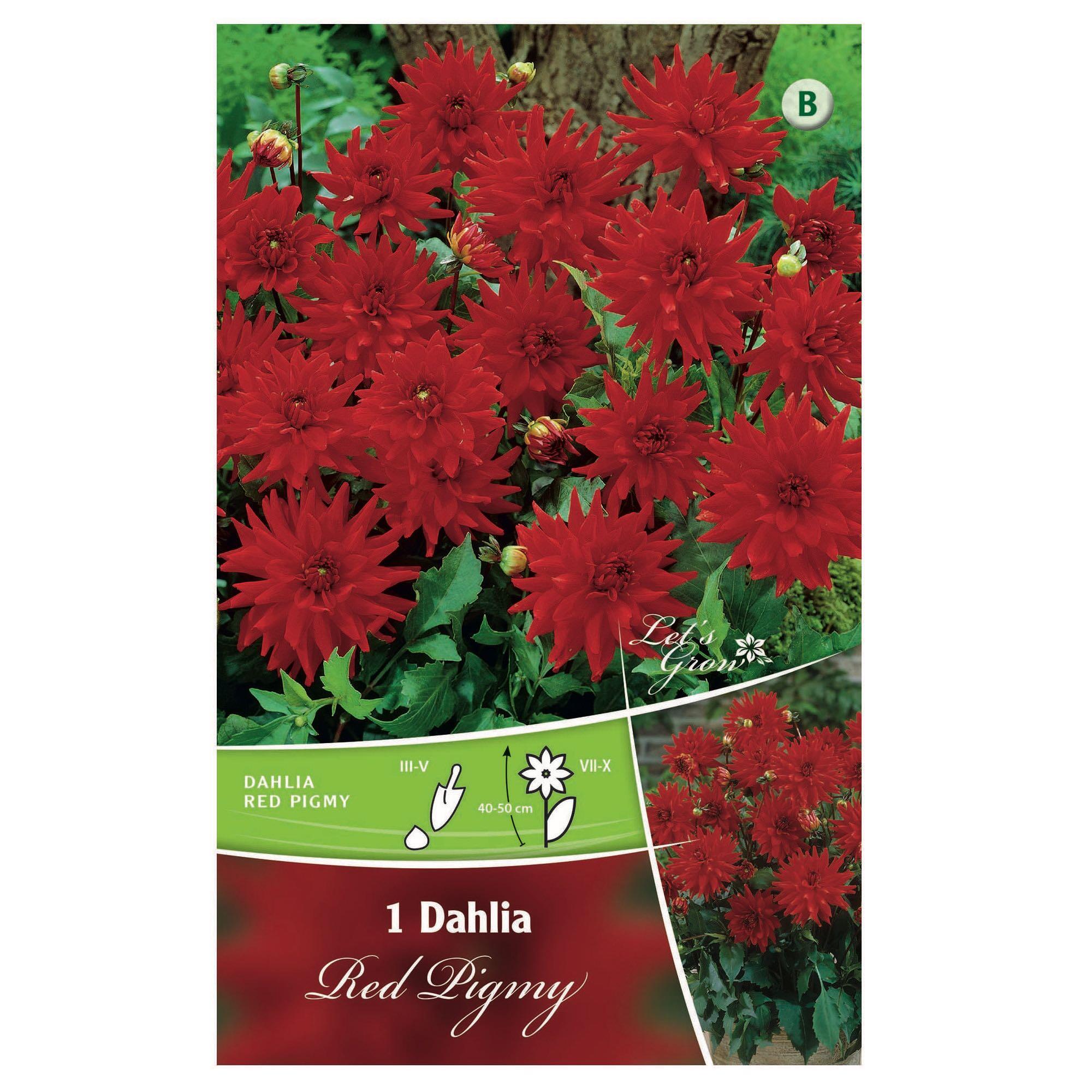 Bulb dalie Red Pigmy, rosie