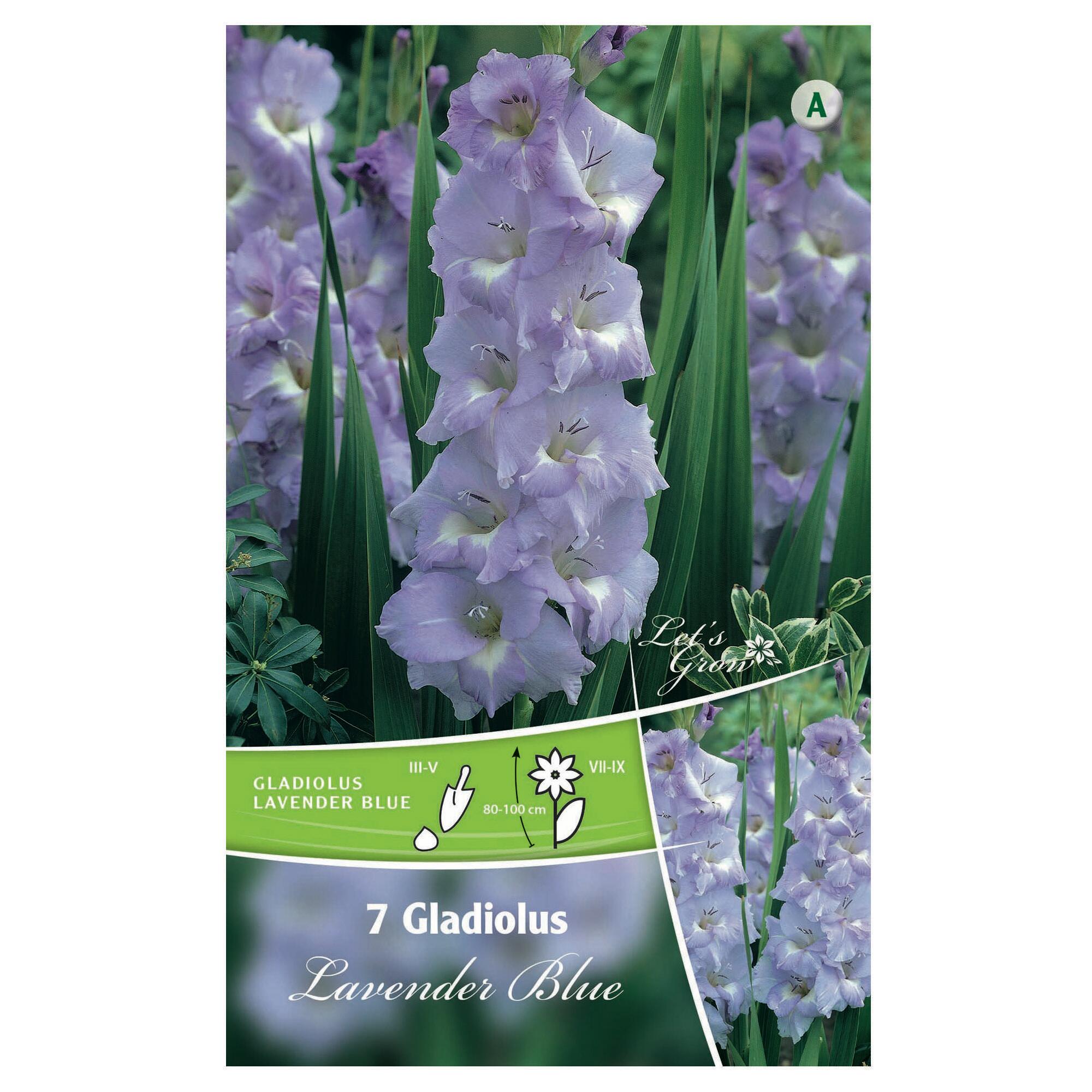 Bulbi gladiole Lavender Blue, mov (7 buc)