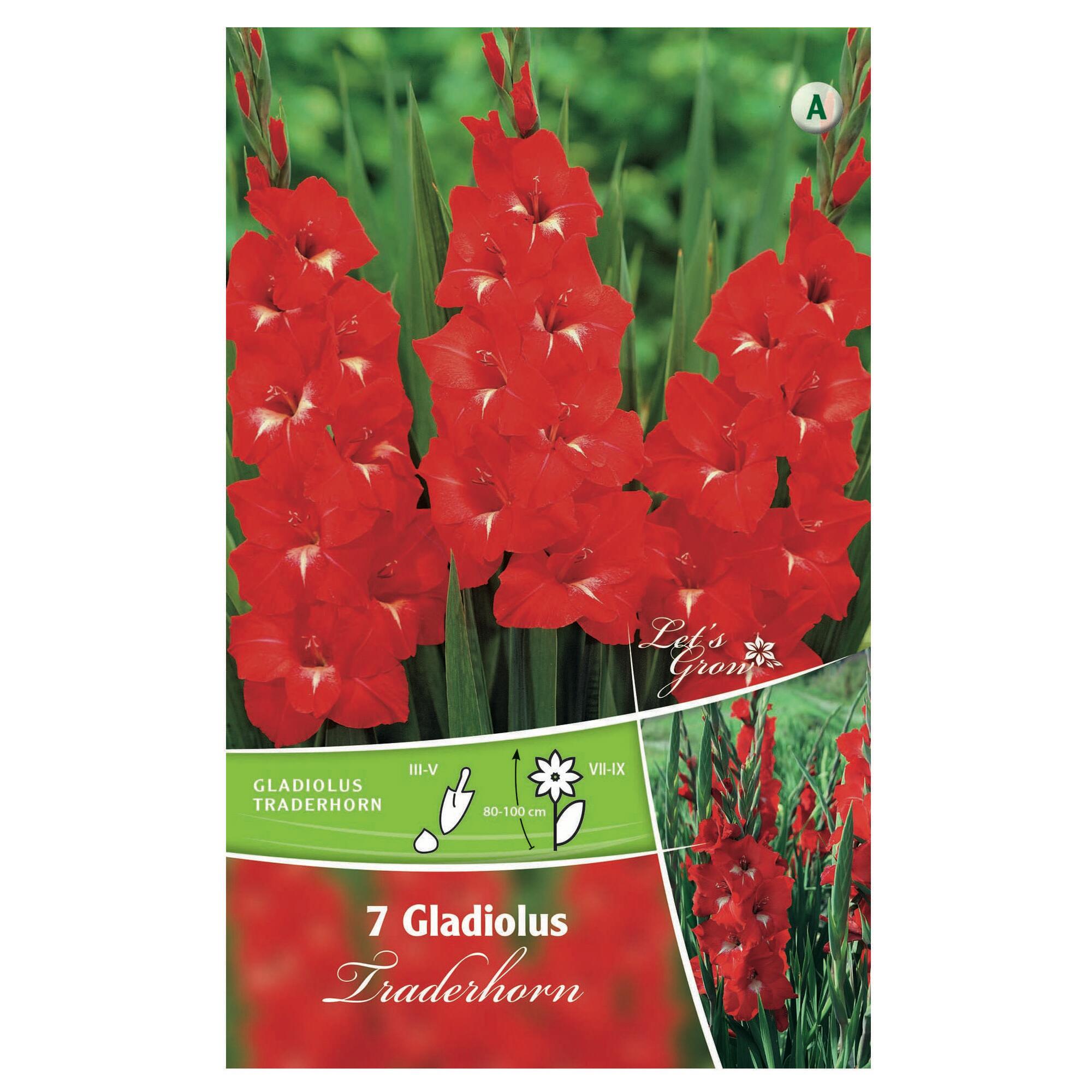 Bulbi gladiole Traderhorn, rosii (7 buc)