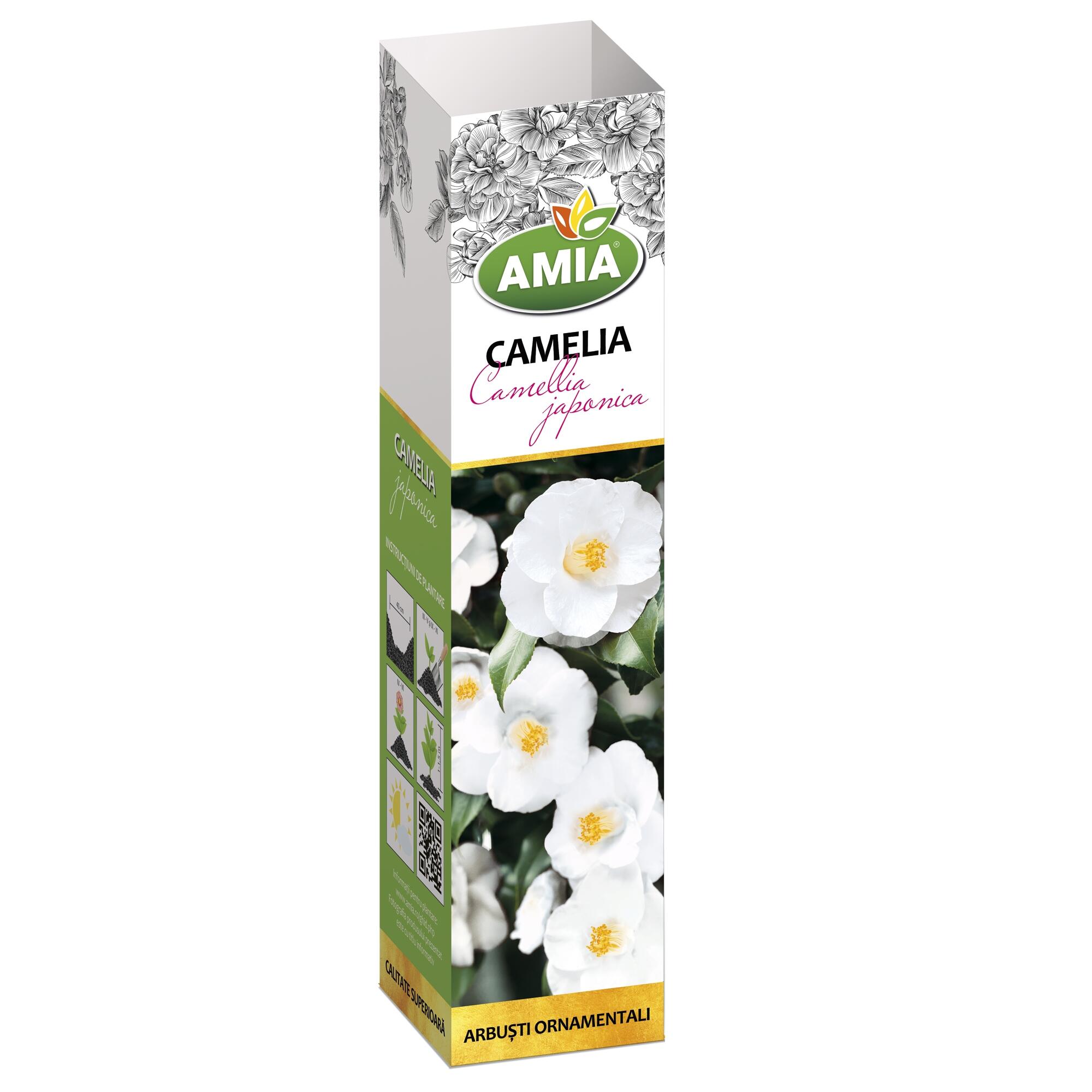 Planta de exterior cu flori, camelie japoneza, Camellia japonica, alb