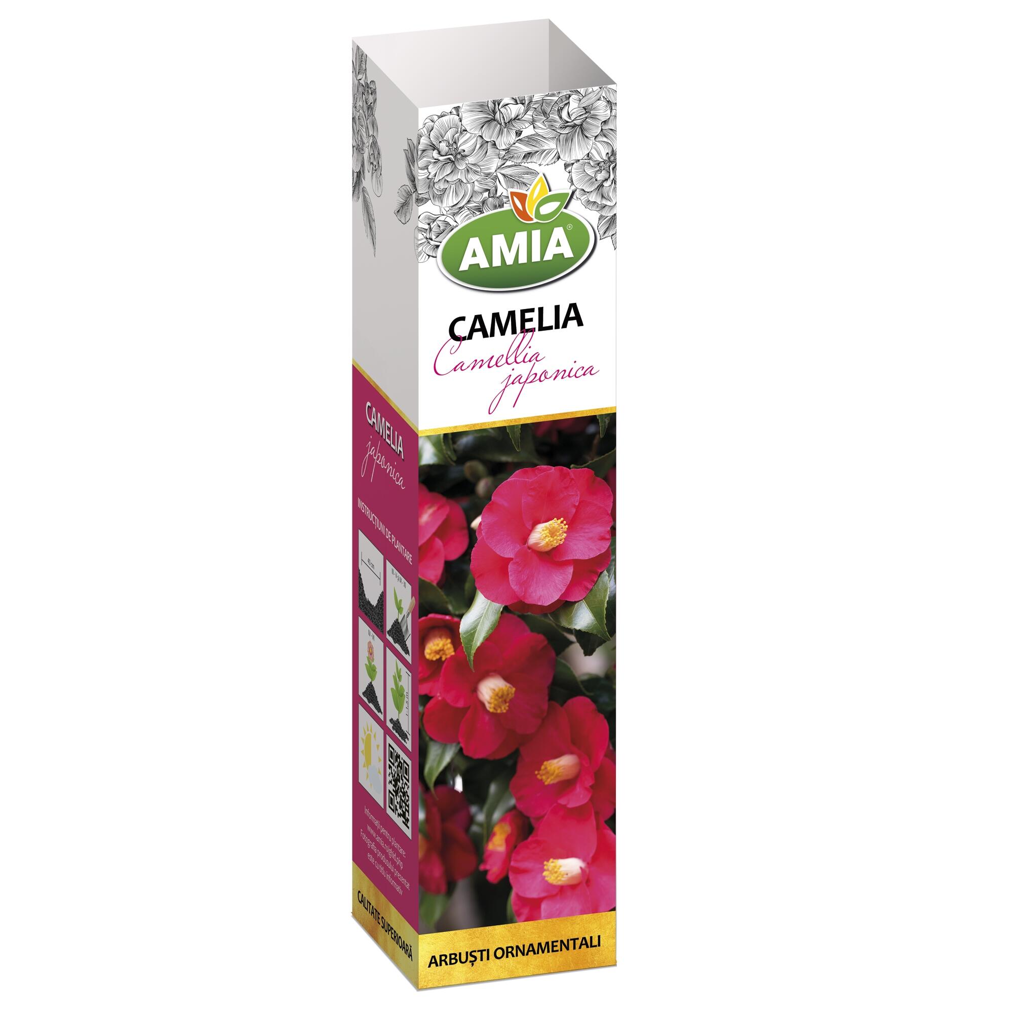 Arbust ornamental cu flori, Camelie japoneza, rosu