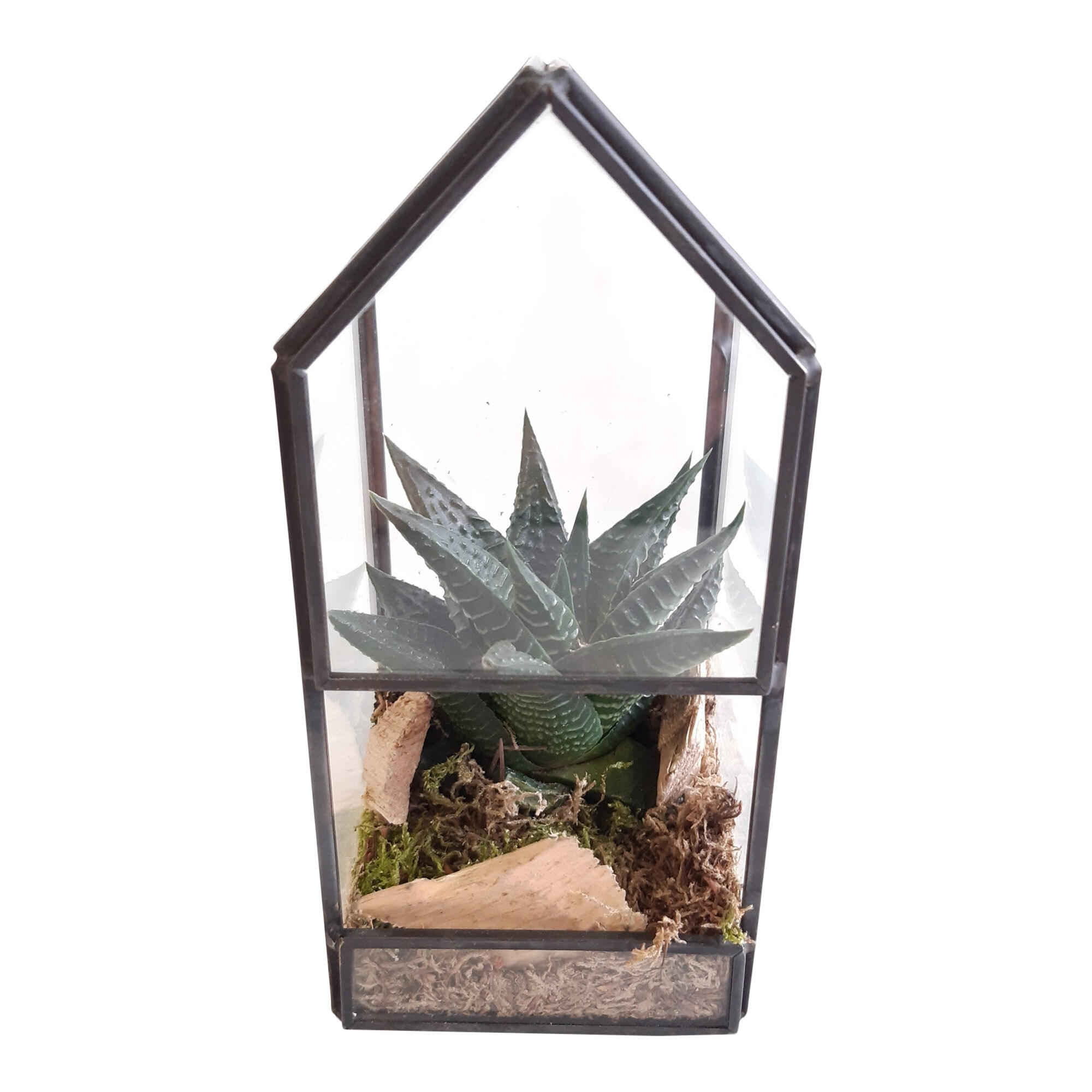 Aranjament floral, terrariu, in mini casa de sticla, Ø 8 cm