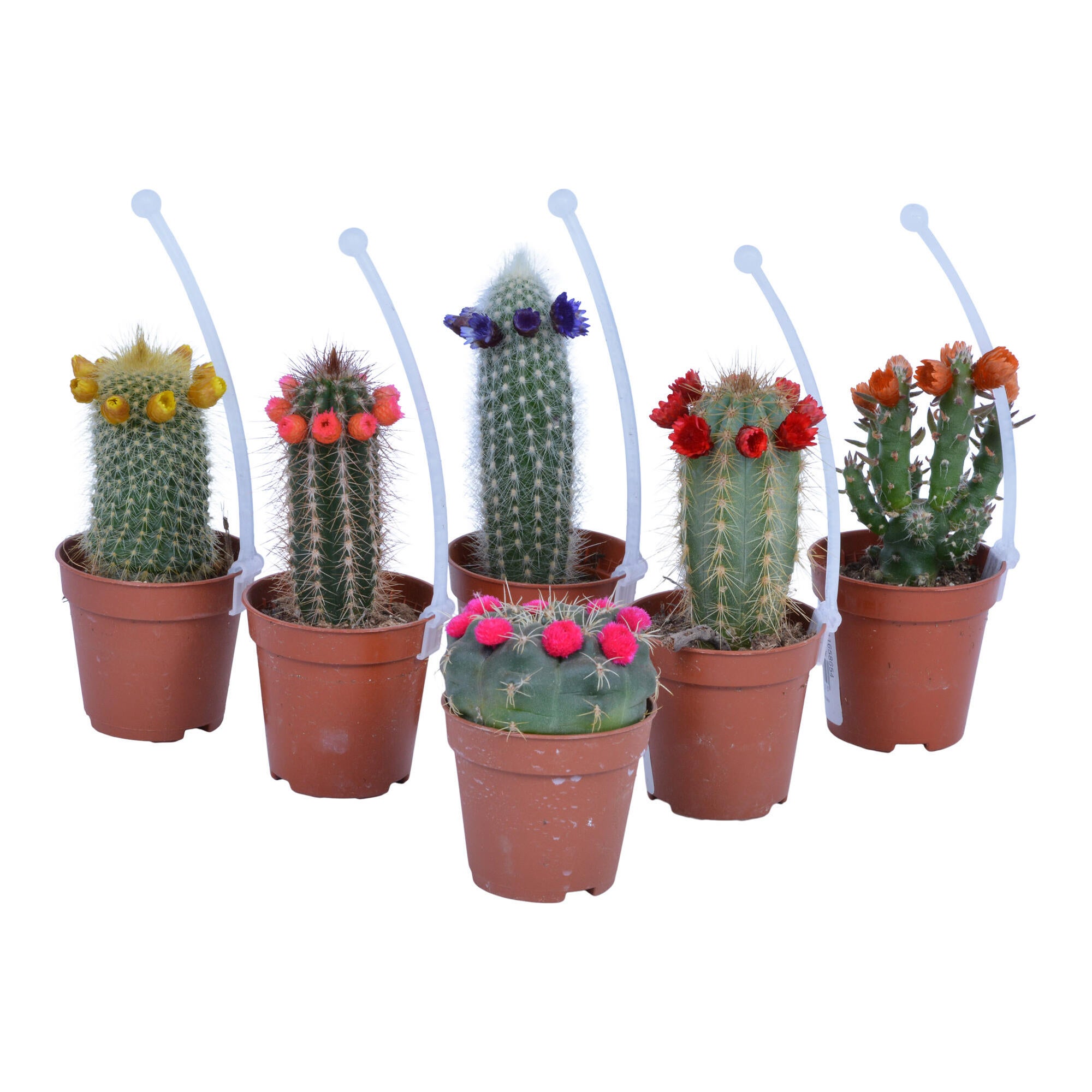 Planta verde, cactus Disco, H <15 cm, Ø ghiveci 5.5 cm, diverse sortimente
