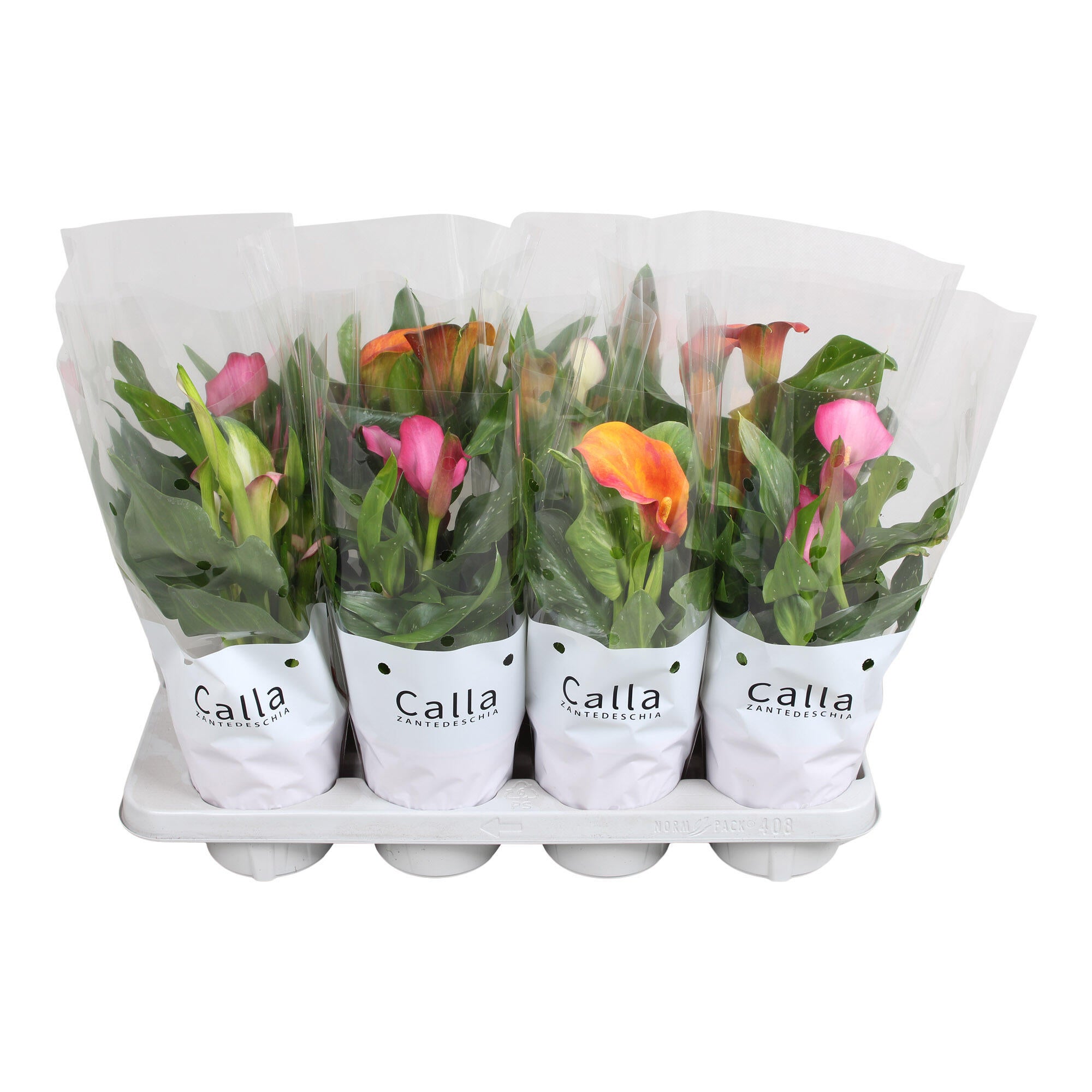 Planta cu flori, Calla Zantedeschia, H 31 - 45 cm, Ø ghiveci 13 cm, diverse culori