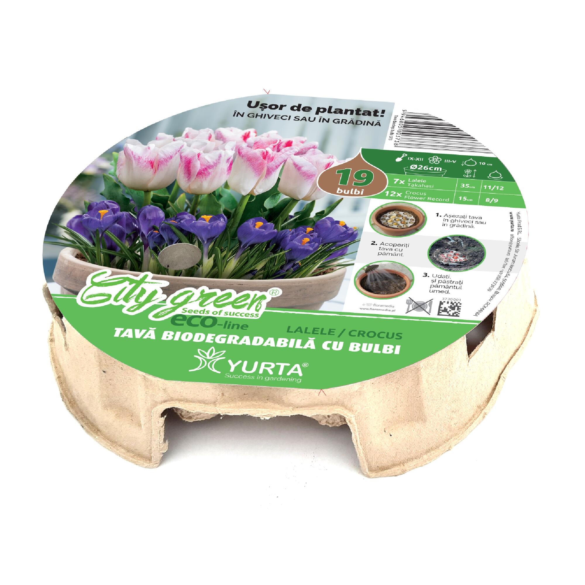 Bulbi lalele/branduse, Yurta, in tava biodegradabila, alb/mov (19 buc)