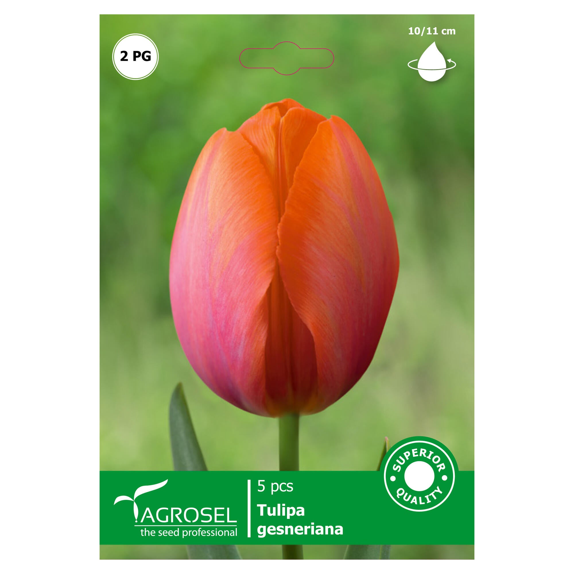 Bulbi lalea Gesneriana, Agrosel, (5 buc)