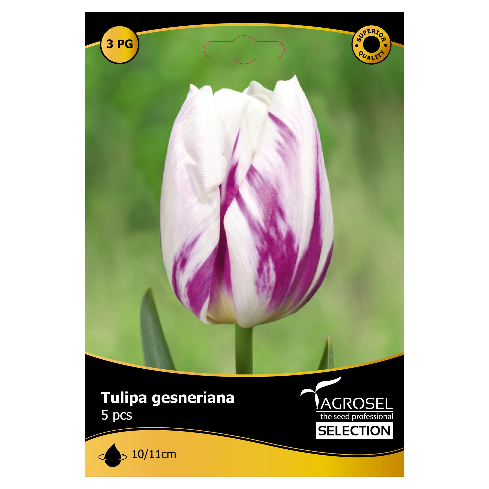 Bulbi lalea Gesneriana, Agrosel, alb/mov (5 buc)