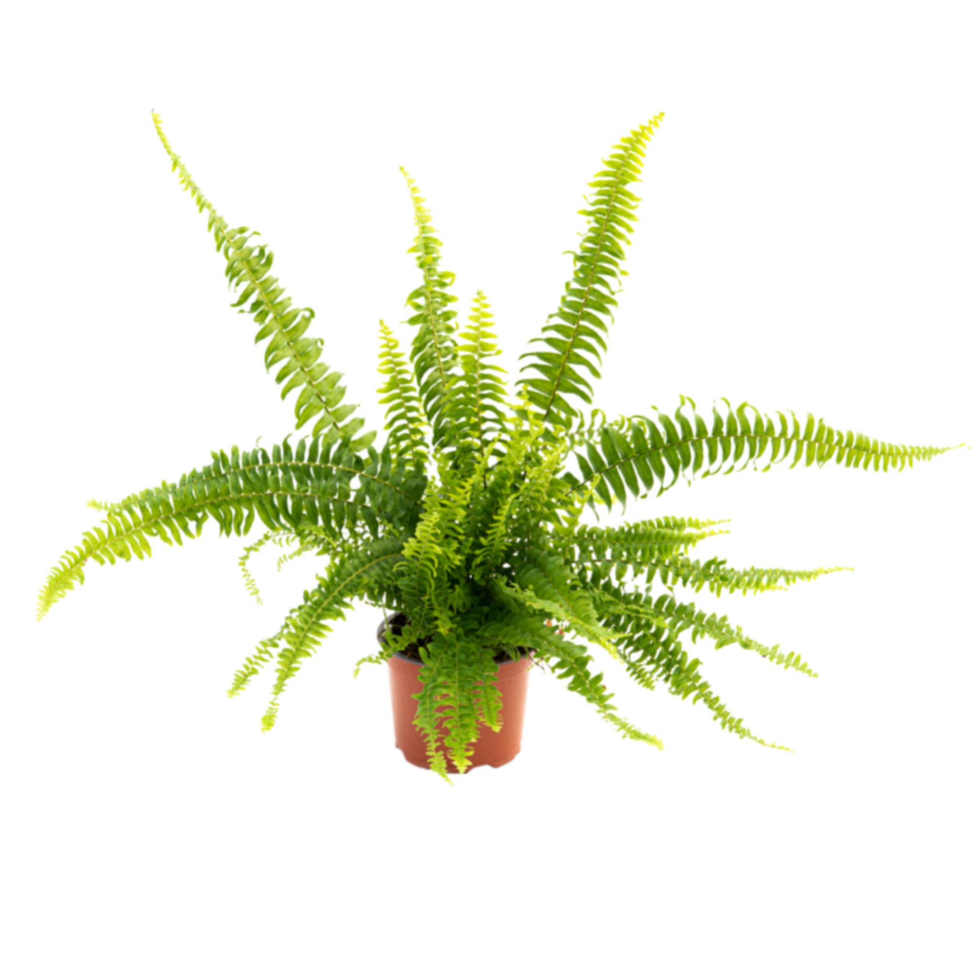 Planta verde exterior Feriga, H - 35 cm, Ø ghiveci 12 cm