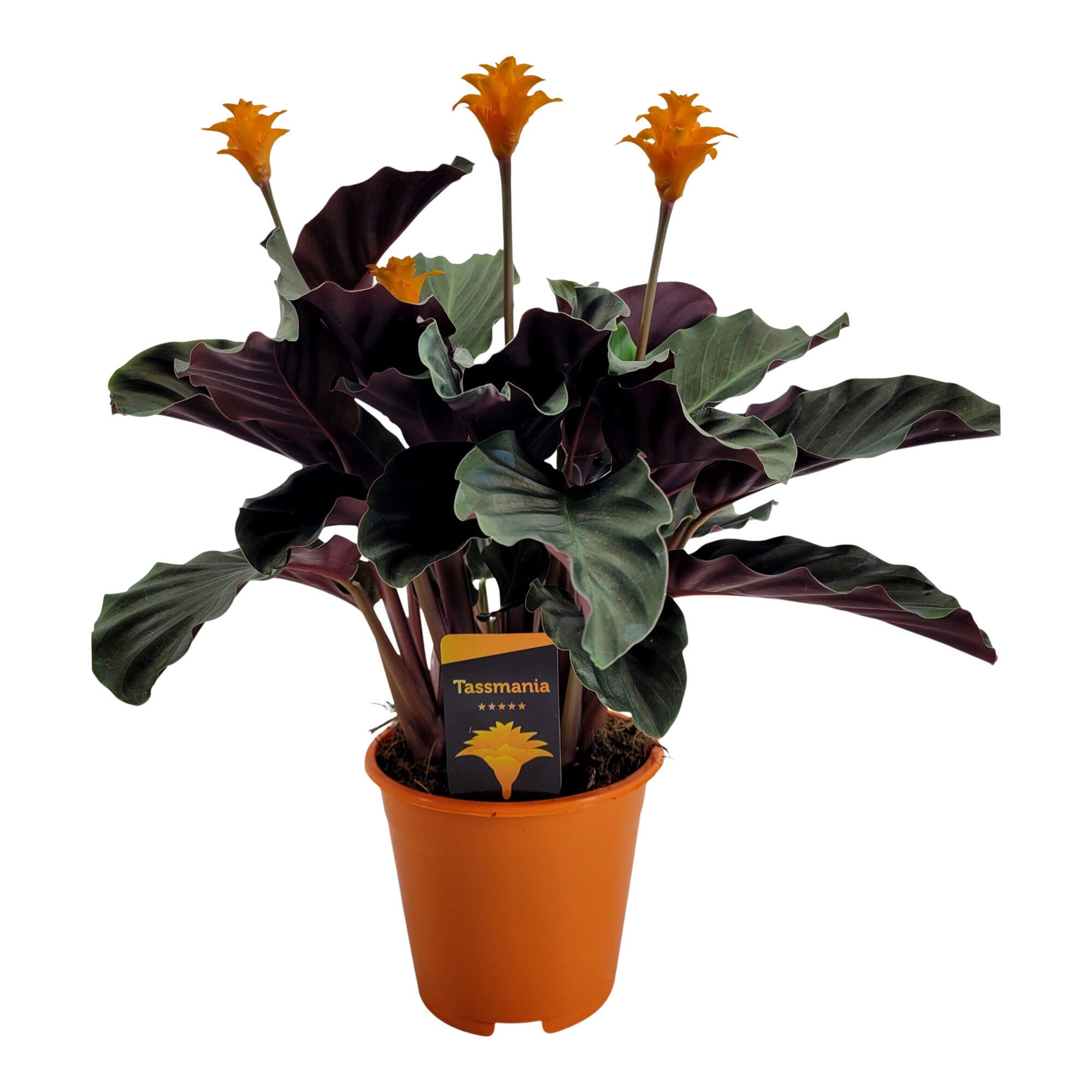 Planta cu flori, Calathea Crocata, inaltime 31 - 45 cm, Ø ghiveci 14 cm, galben