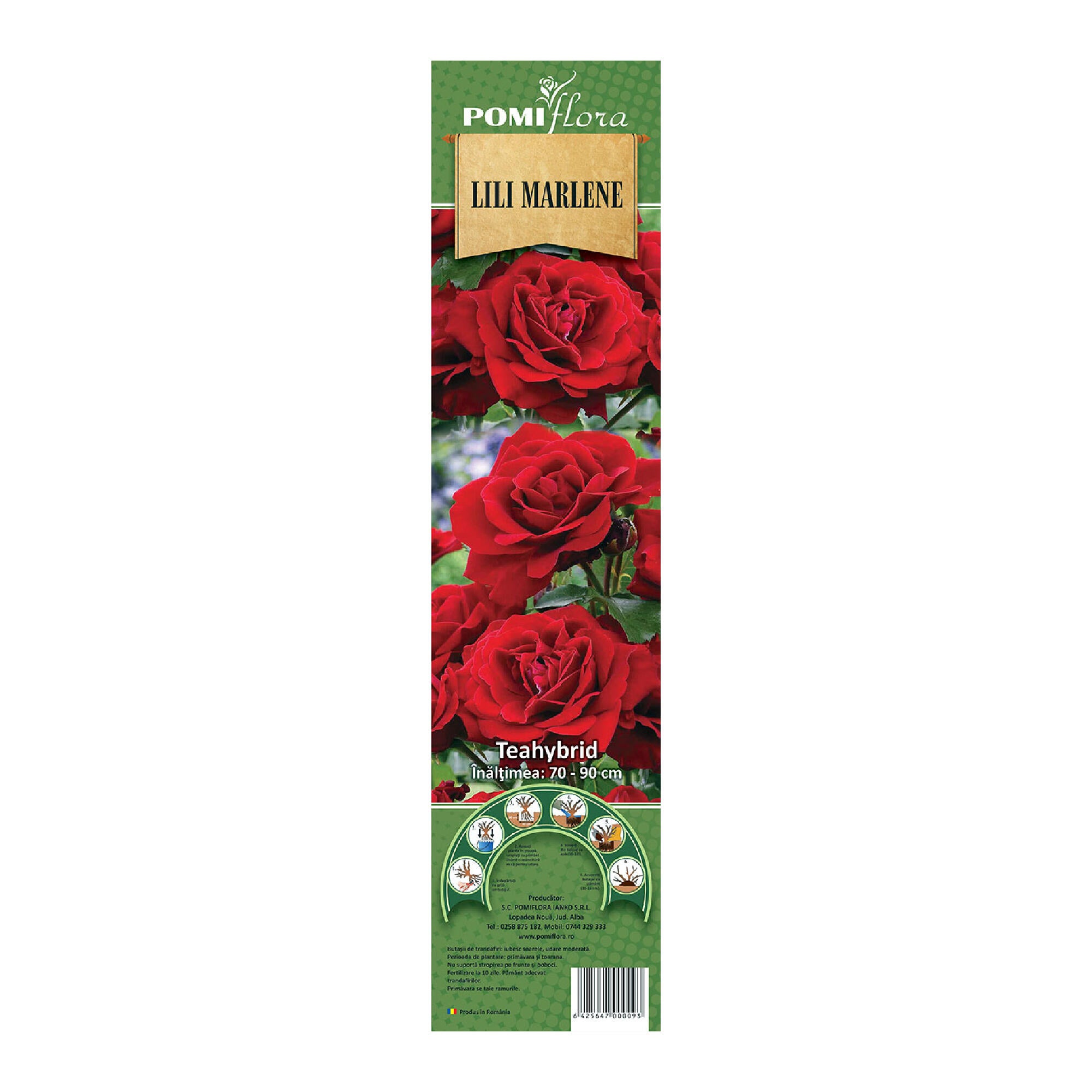 Butas trandafir Lili Marleen Rosa, H <40 cm, rosu