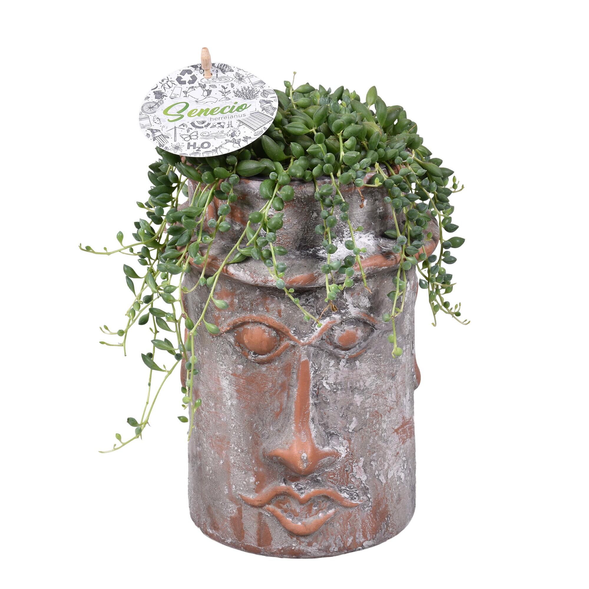 Planta verde, Senecio curgatoare, inaltime 16 - 30 cm, Ø ghiveci 15 cm