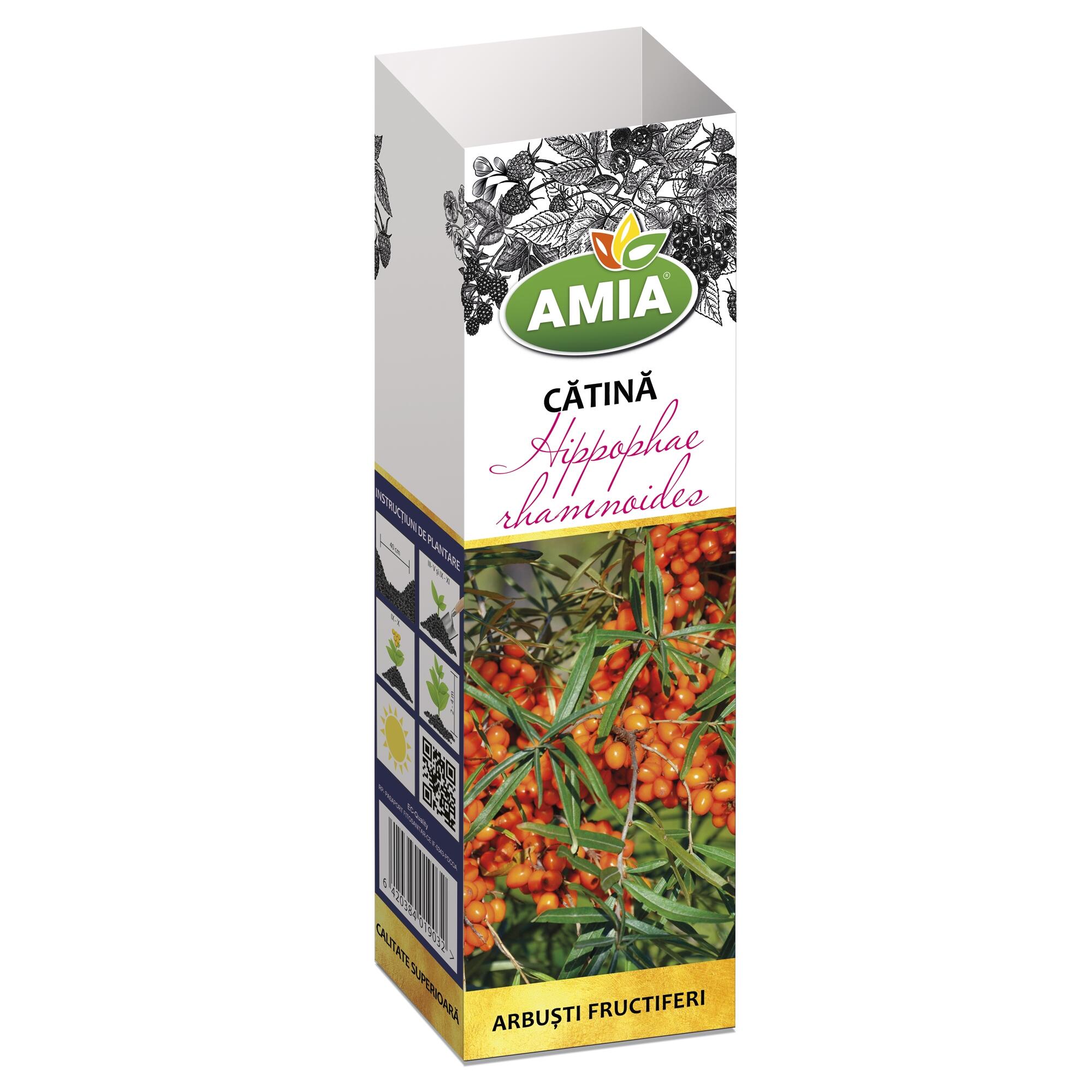 Arbust fructifer catina, H 41-60 cm