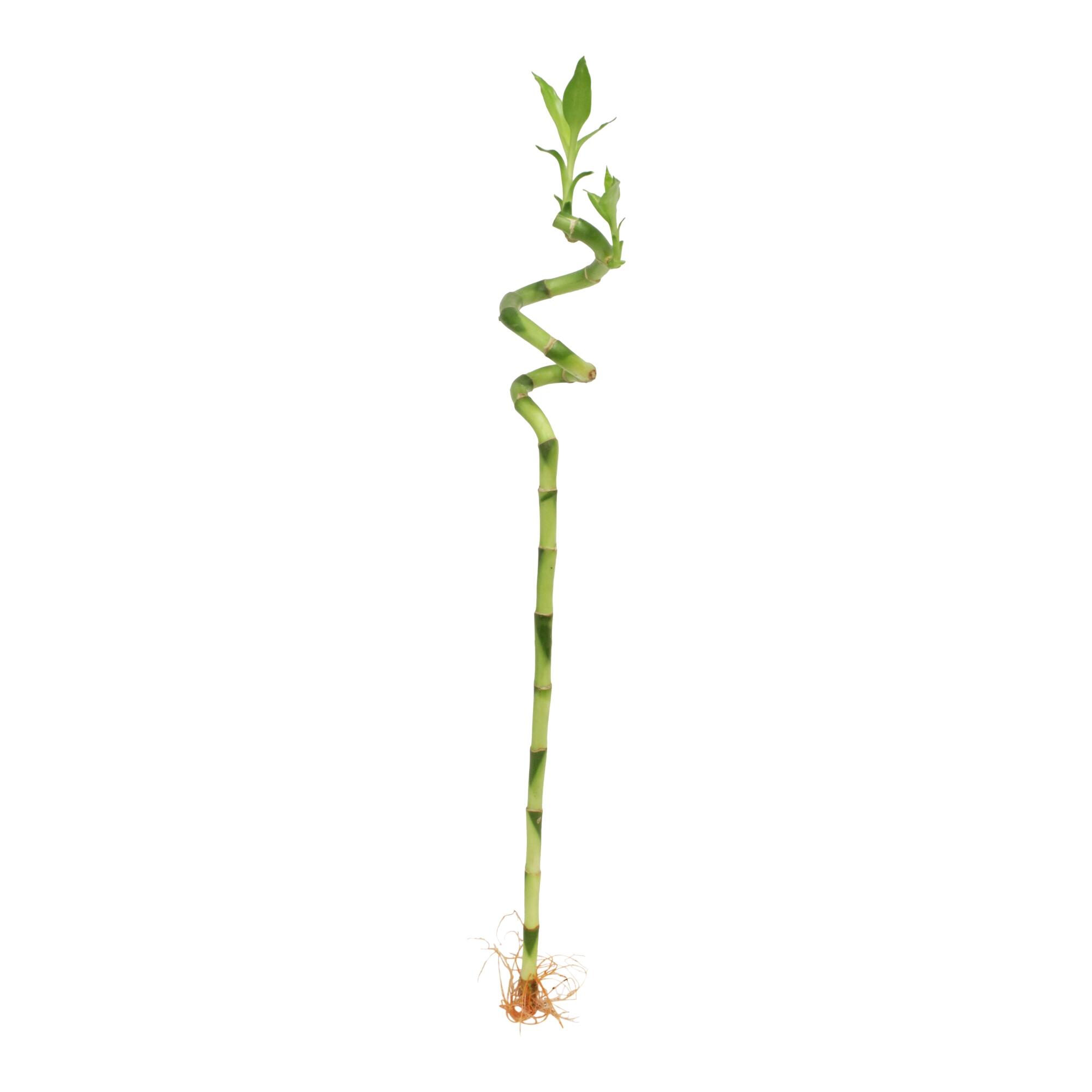 Bambus spirala, Lucky Bamboo Spiral, H 70 cm
