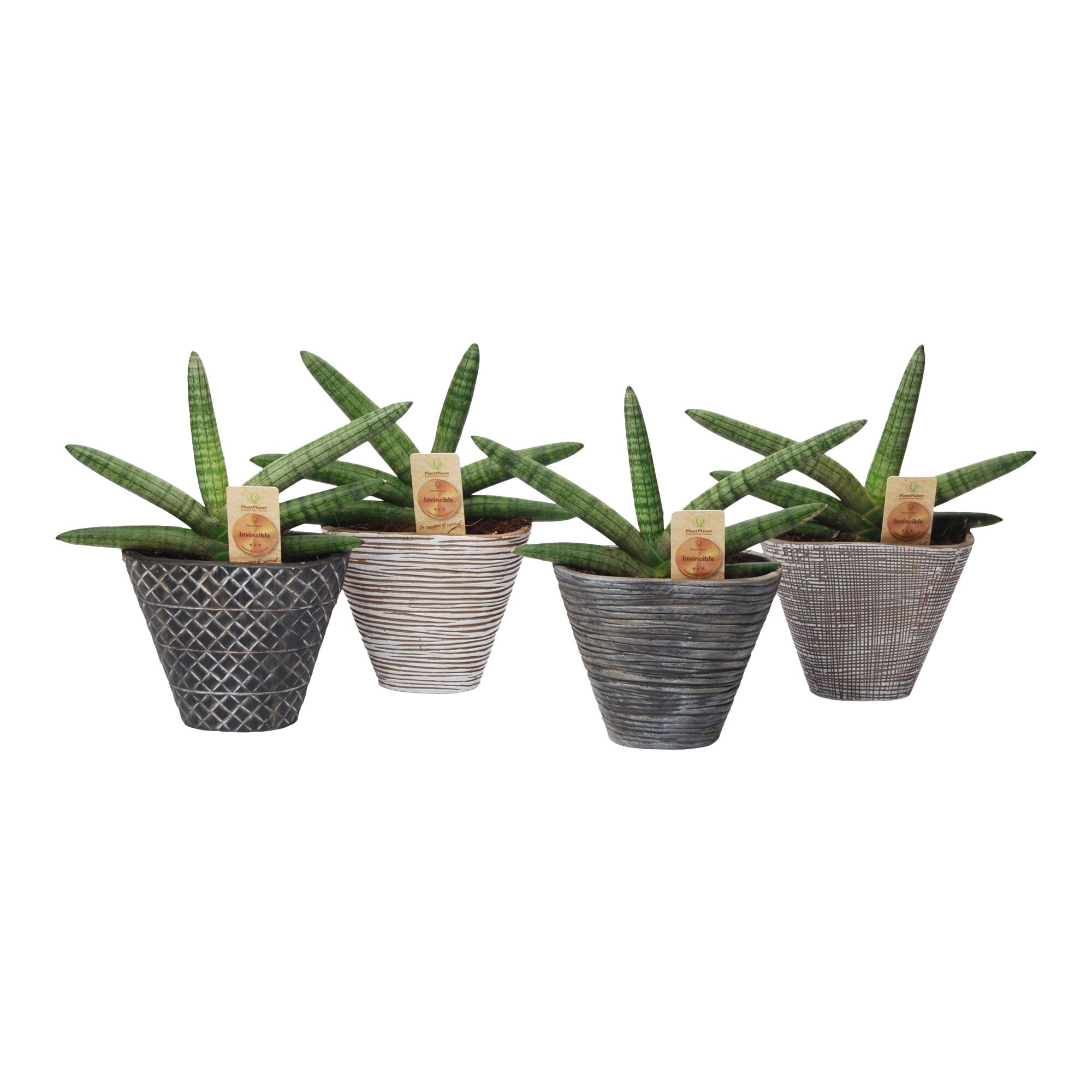Planta verde Sansevieria Skyline, H 16 - 30 cm, Ø ghiveci 14 cm, ghiveci ceramica, diverse modele