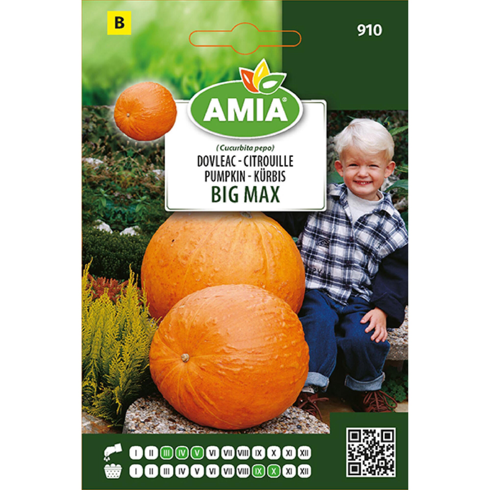 Seminte legume, dovleac Big Max, Amia