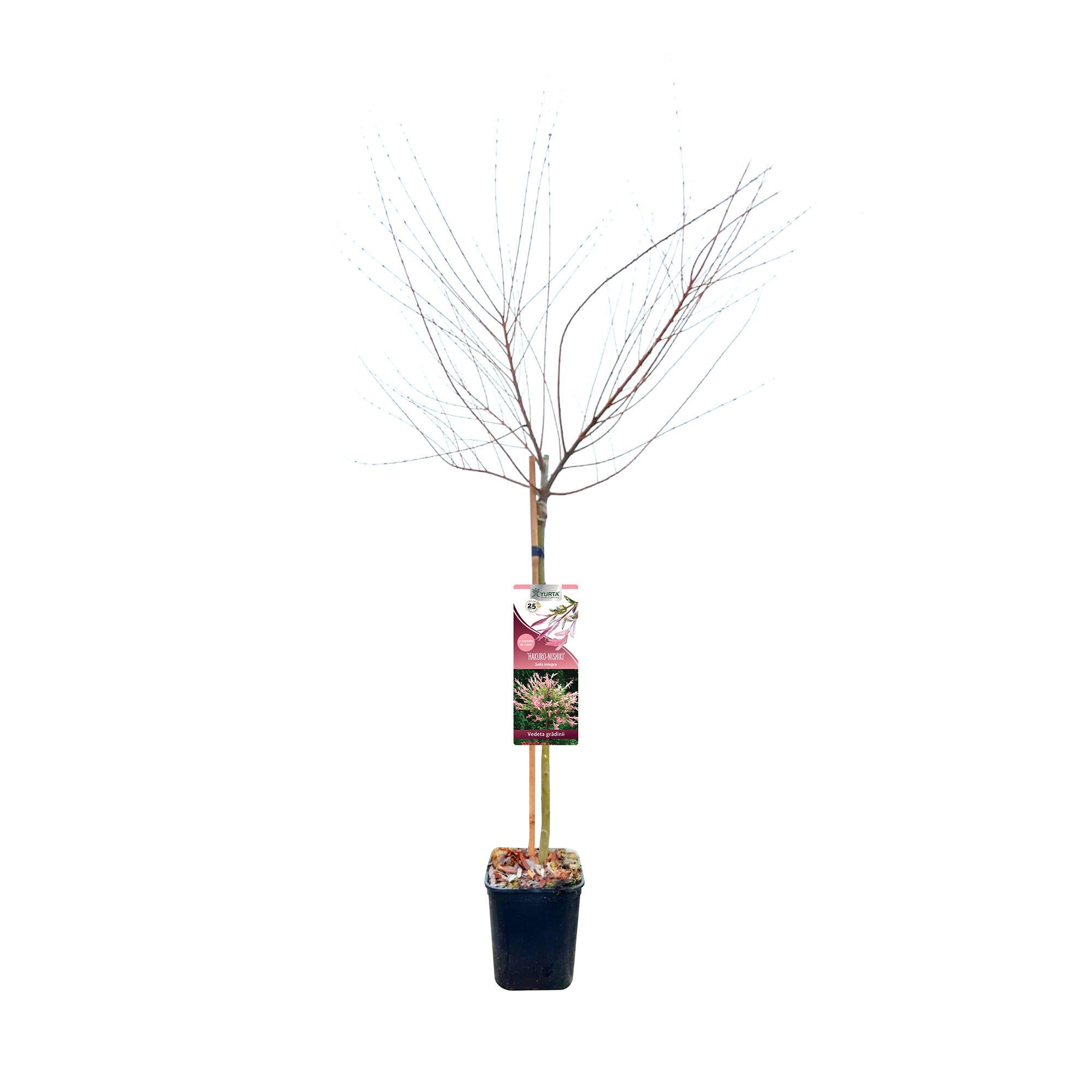 Arbore ornamental cu flori, salcie, Salix Hakuro Nishiki, alb / roz