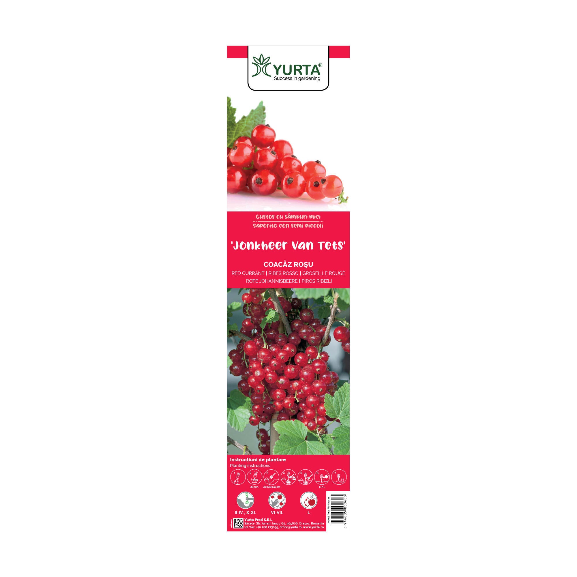 Arbust fructifer coacaz Jonkheer, H 41-60 cm, rosu