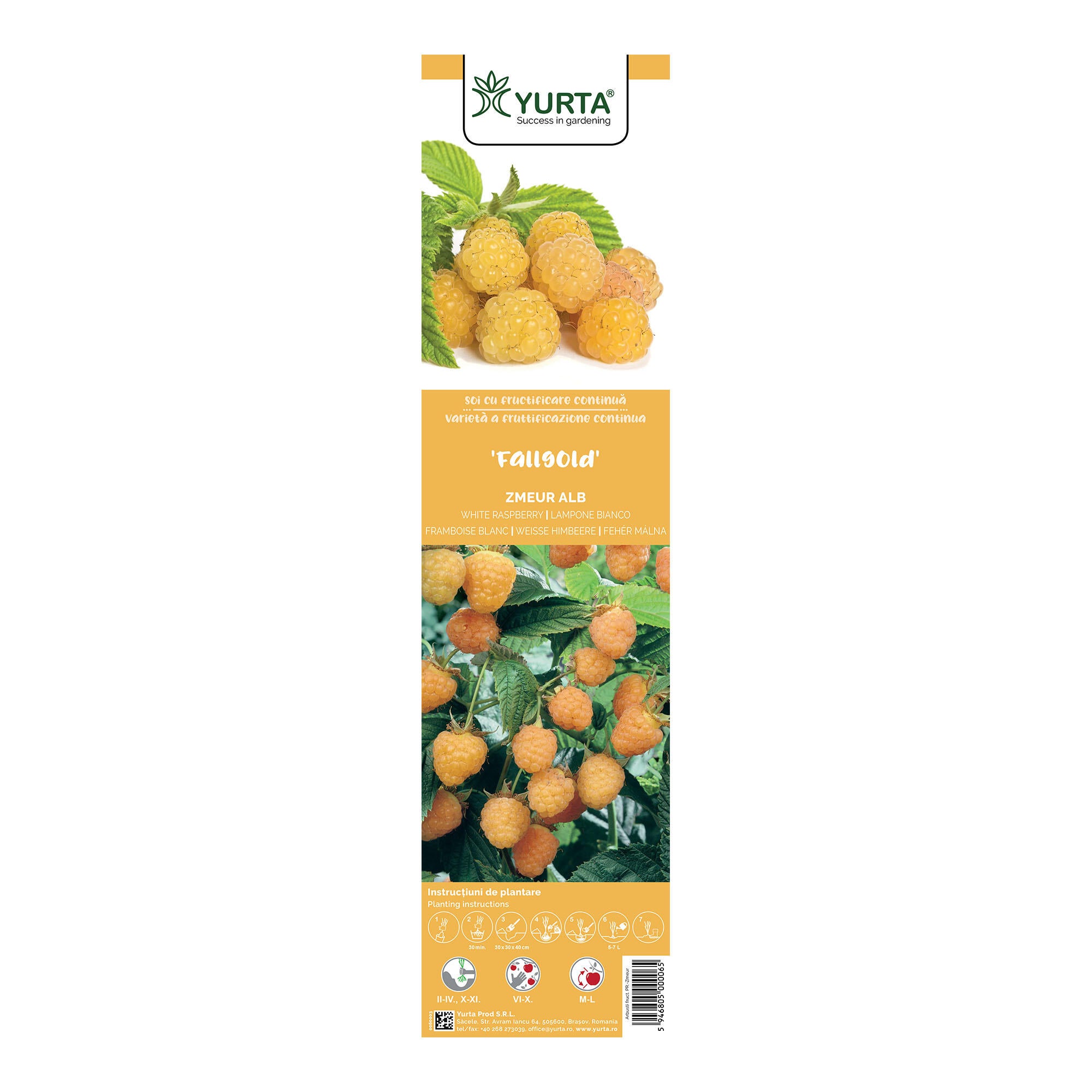 Arbust fructifer zmeur Fallgold, H 41-60 cm, alb