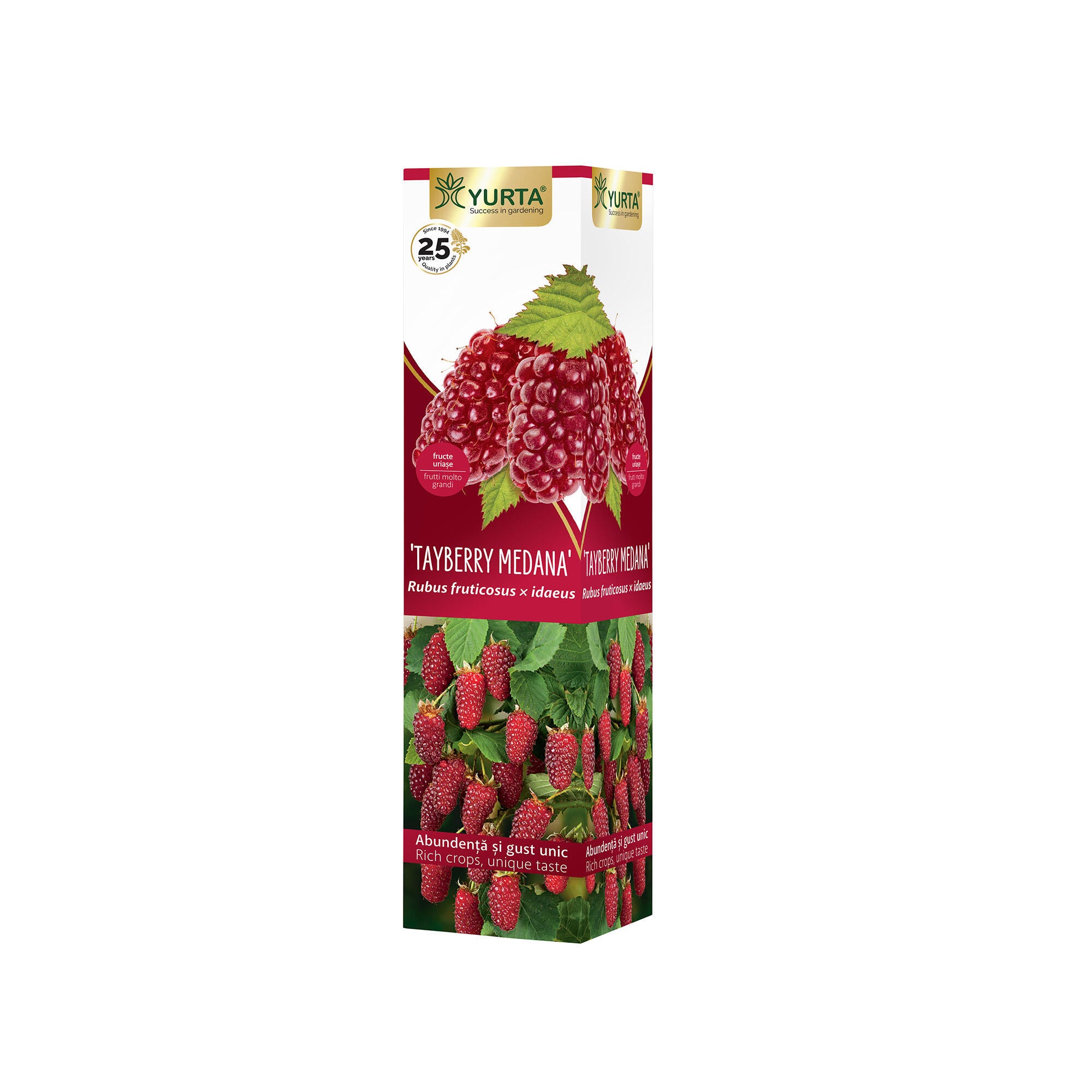 Arbust fructifer zmeur-mur Tayberry Medana, H 61-80 cm, rosu