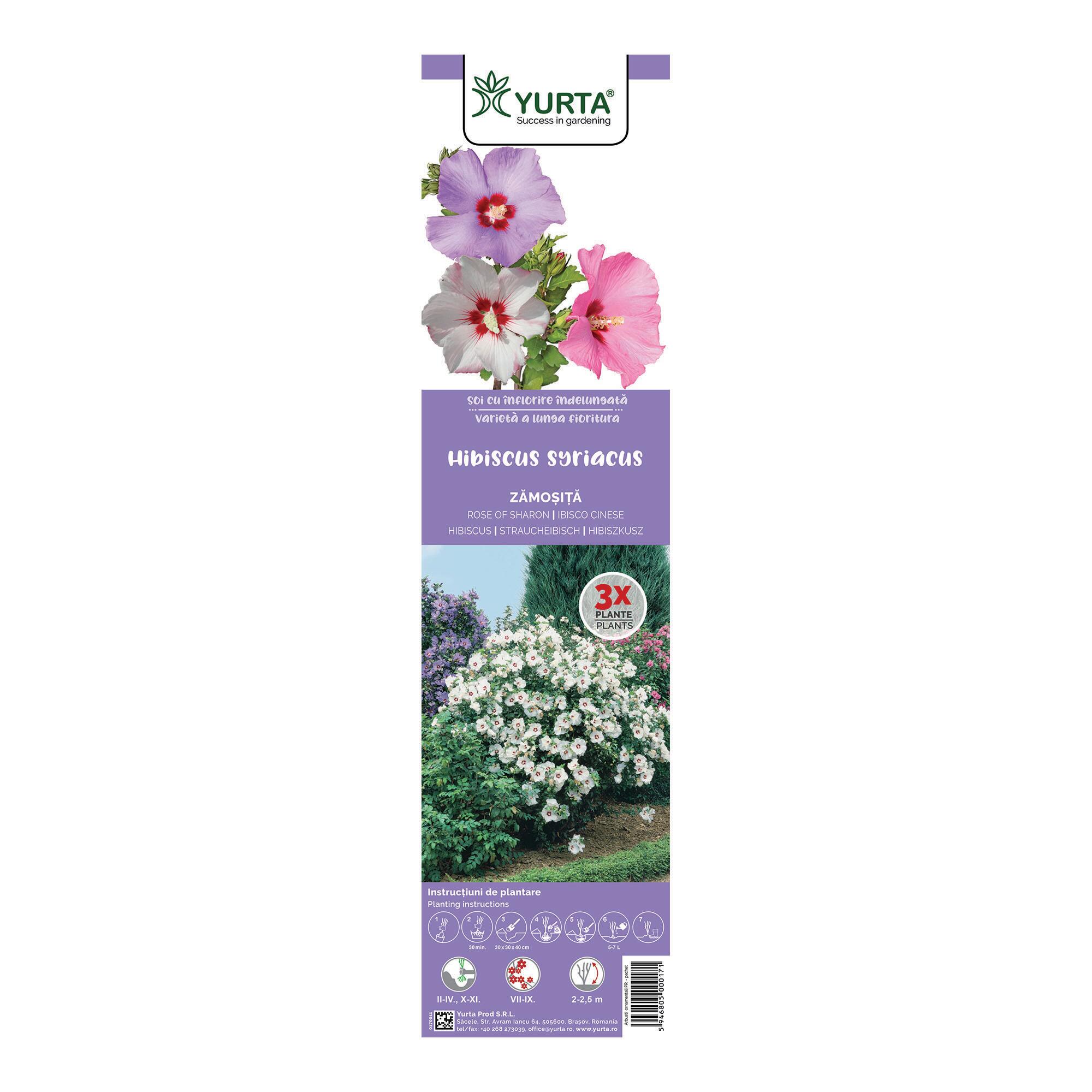 Arbust ornamental cu flori, Zamosita de Siria, Hibiscus Syriacus