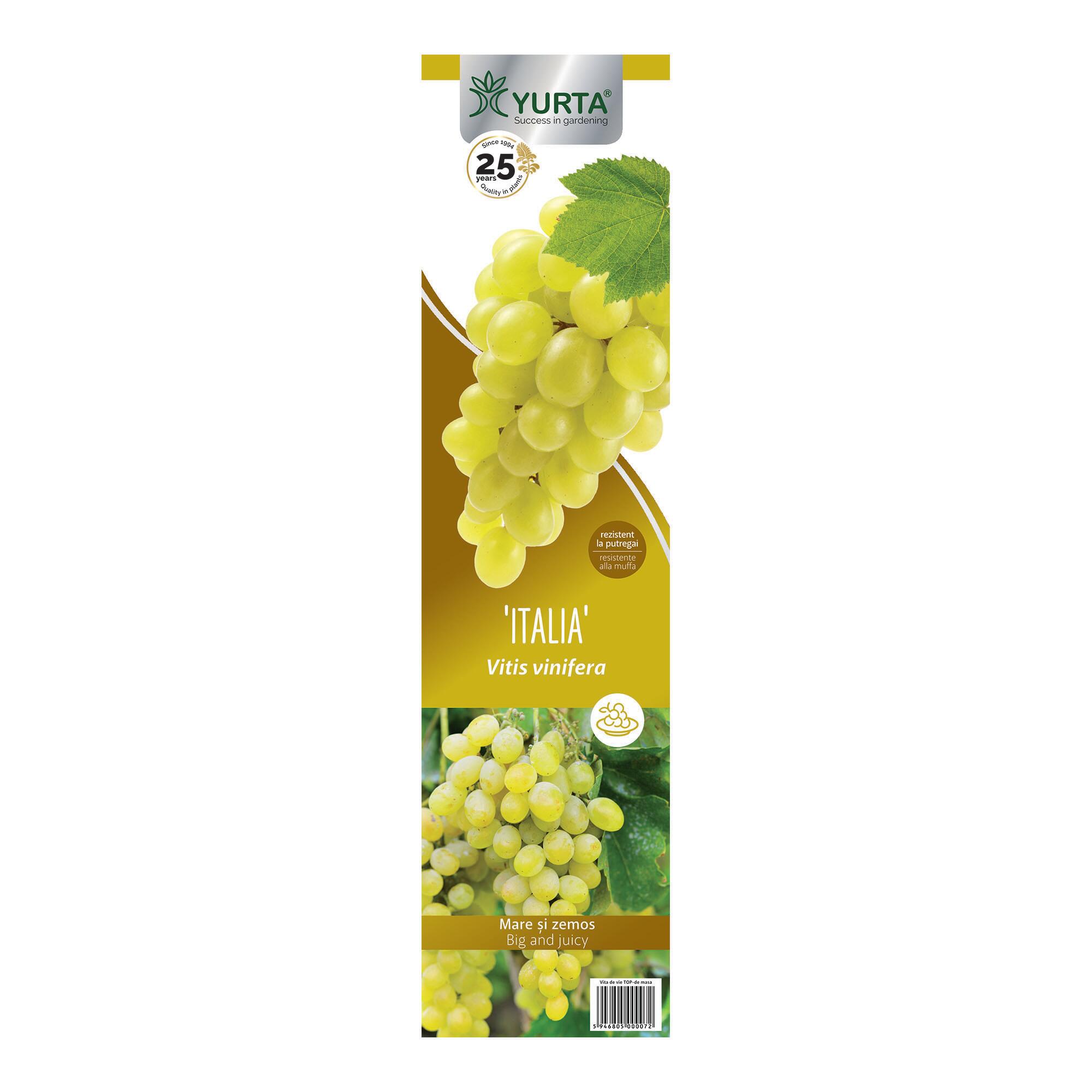 Butas vita de vie altoita, soi Italia, H 40-60 cm, alb
