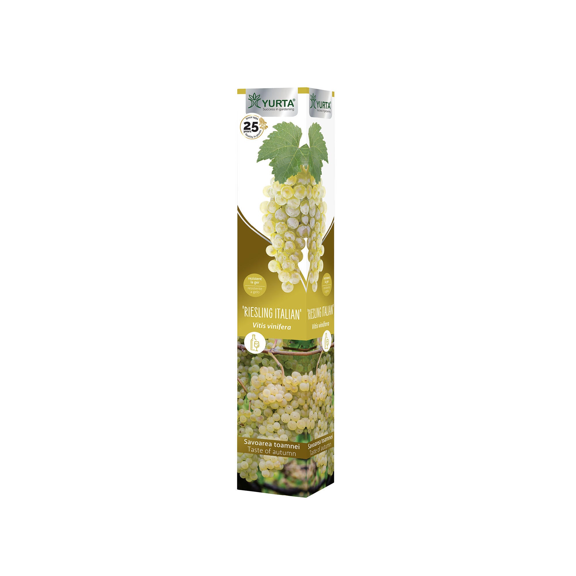 Butas vita de vie altoita, vin Rieslink Italian, H 40-60 cm, alb