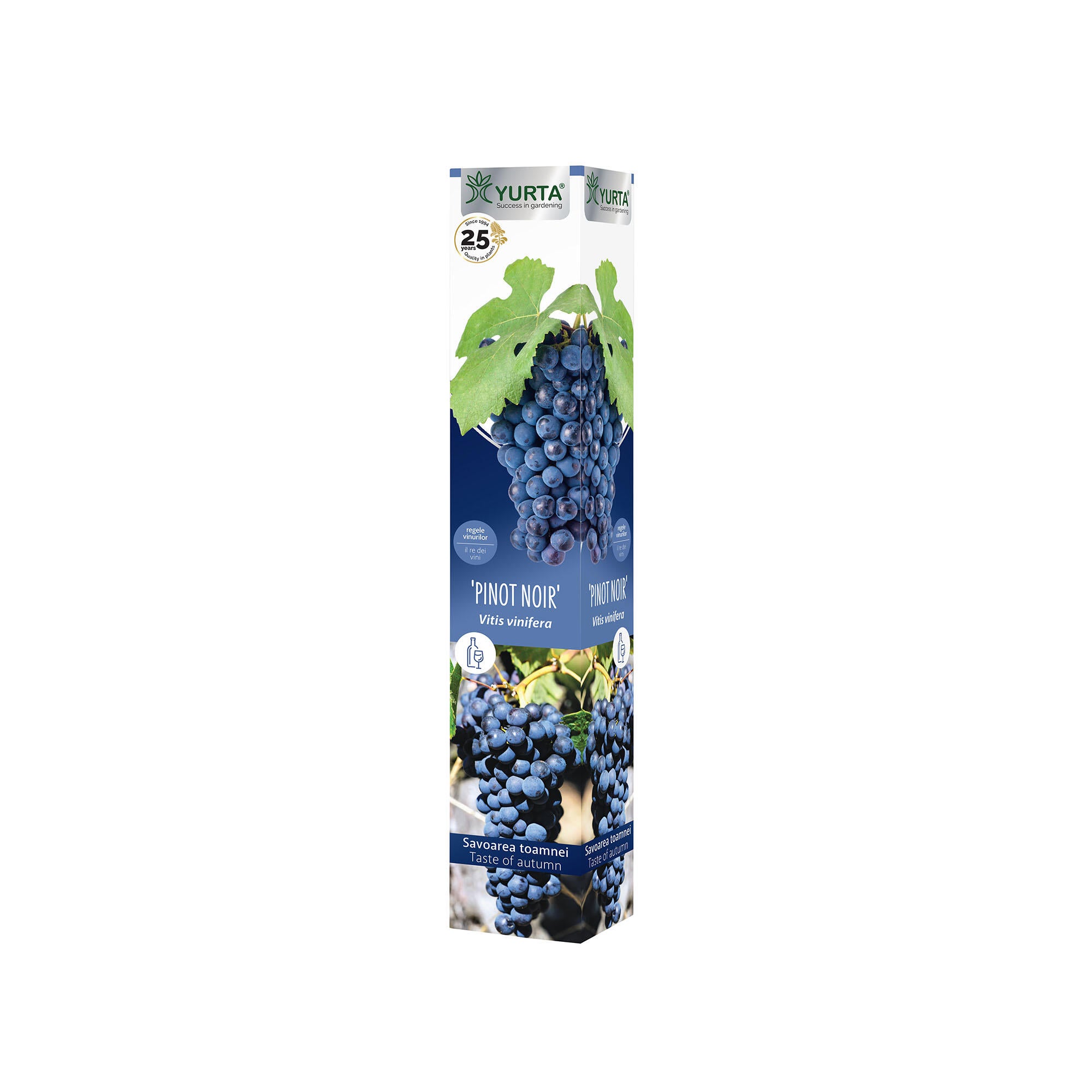Butas vita de vie altoita, soi Pinot Noir, H 40-60 cm, negru