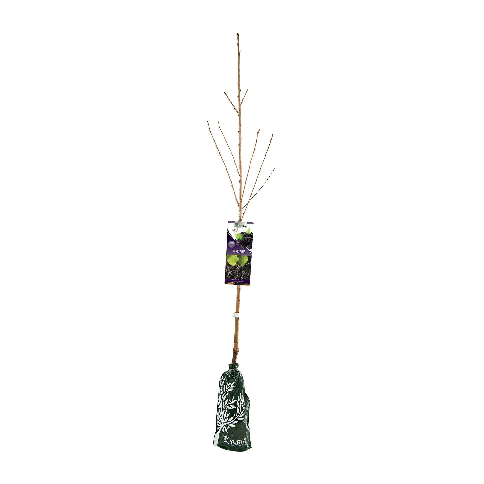 Arbust fructifer dud Morus Nigra, H >150 cm, negru