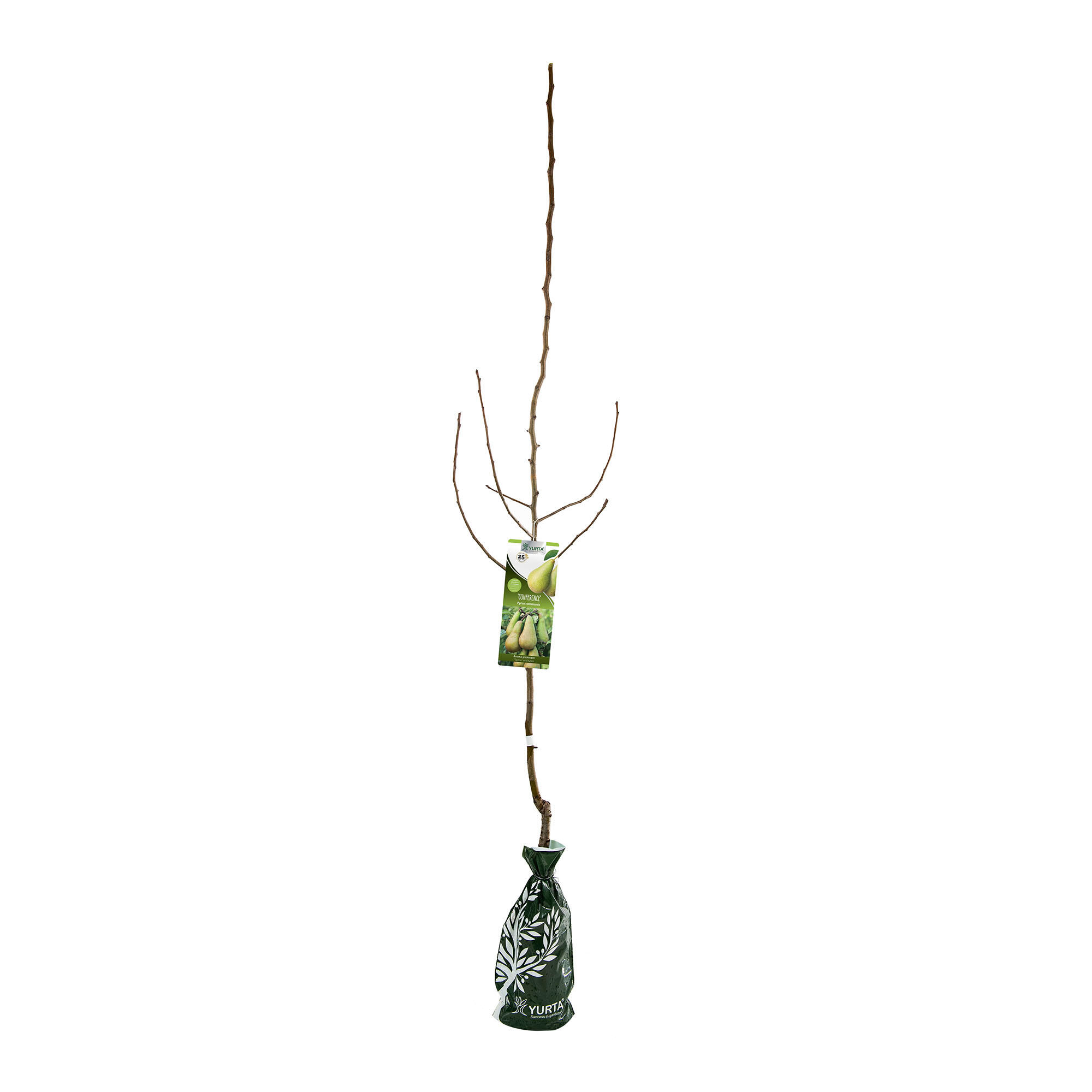 Pom fructifer par Conference, H 121-150 cm, verde