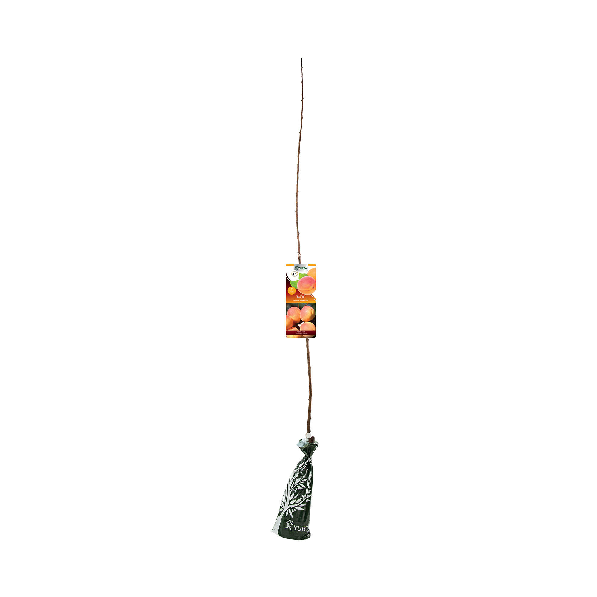 Pom fructifer nectarin Harco, H 121-150 cm, galben/portocaliu