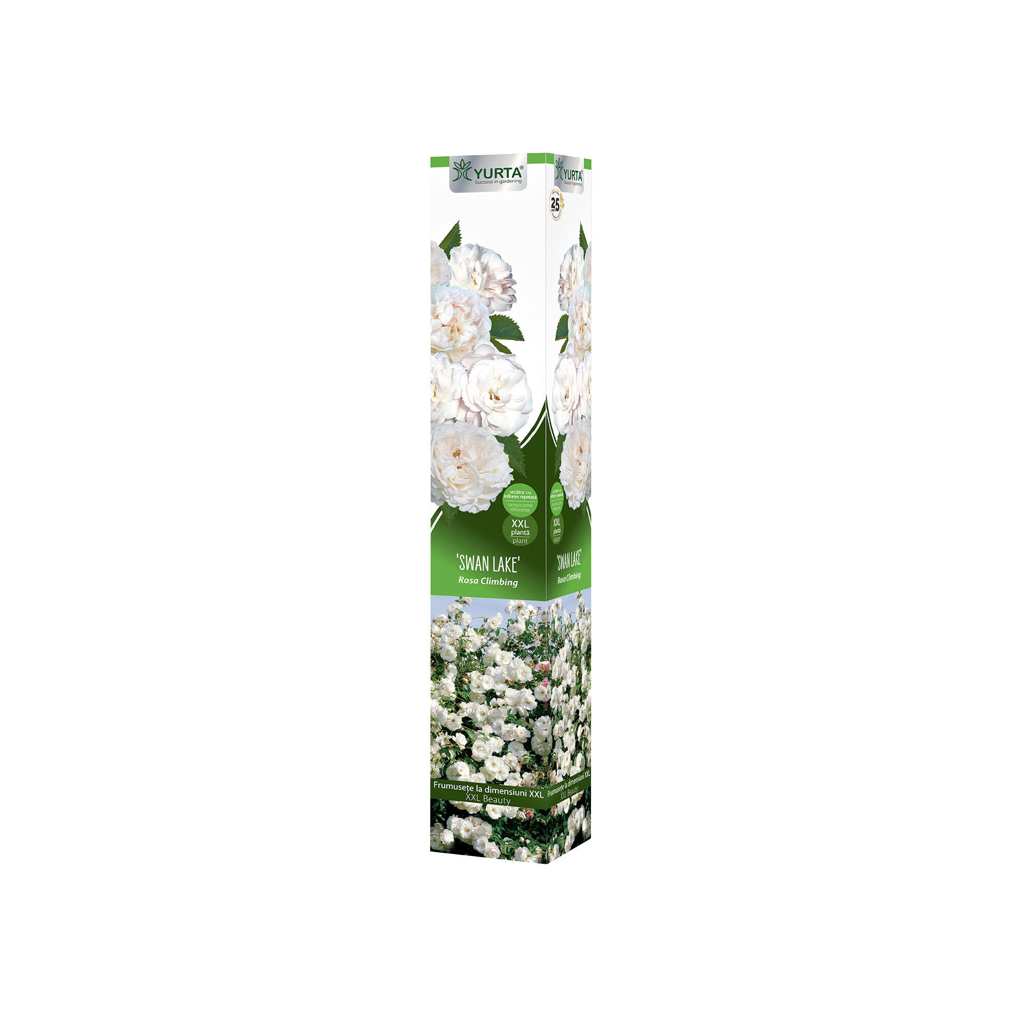 Butas trandafir catarator Swan Lake XXL, H 41-60 cm, alb