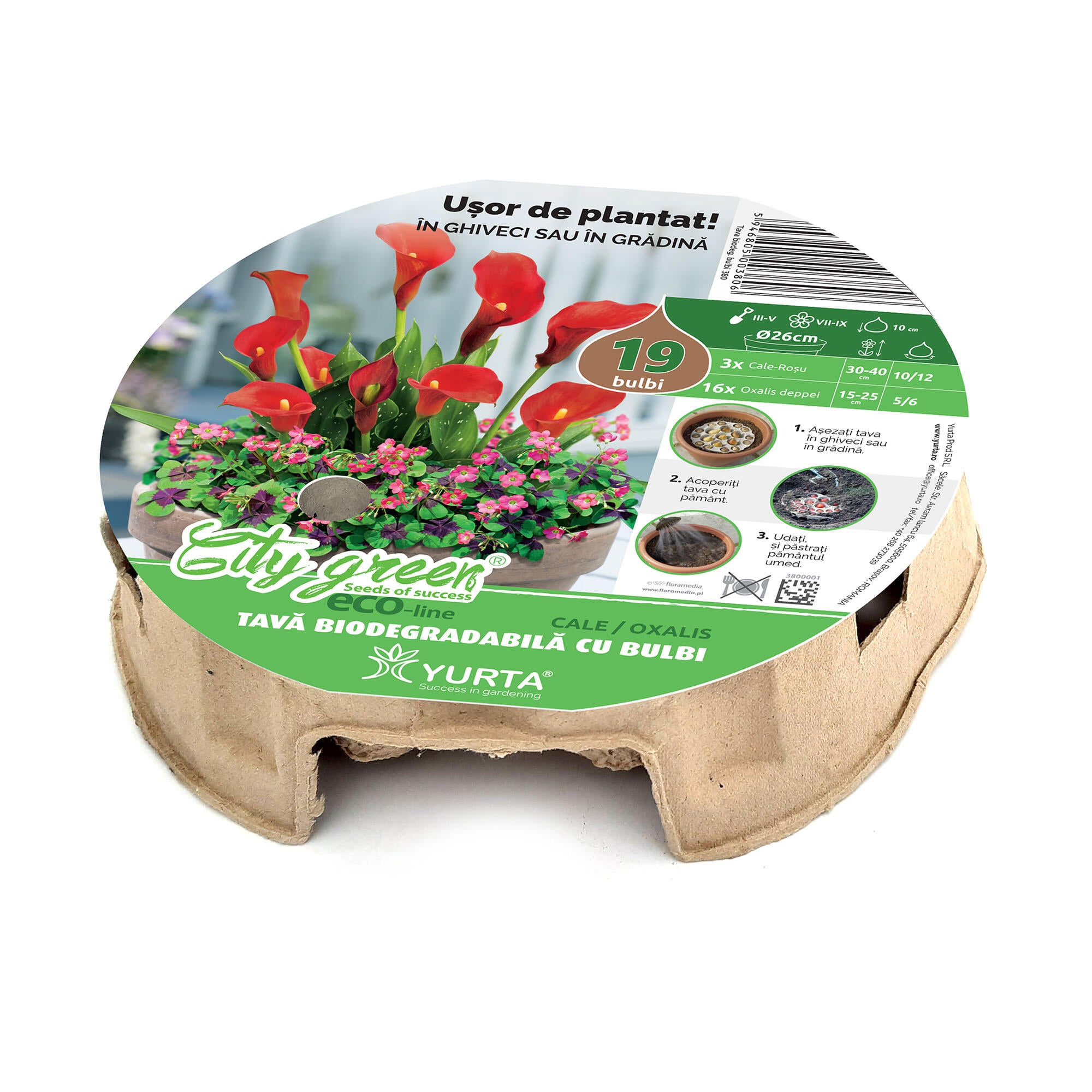 Bulbi cale/oxalis, in tava biodegradabila, rosii/roz (19 buc)
