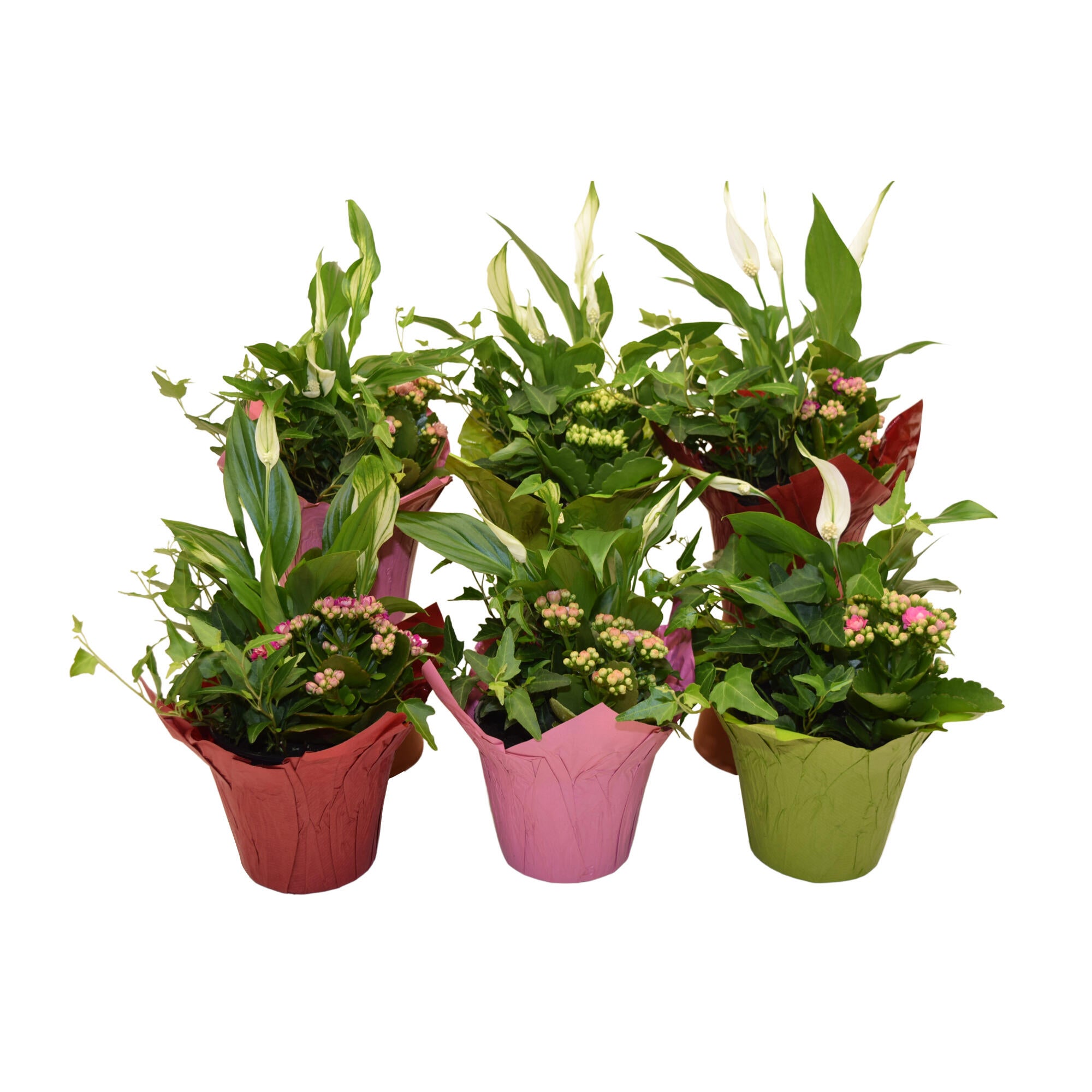 Aranjament floral, H 15 - 30 cm, Ø ghiveci 12 cm, diverse culori
