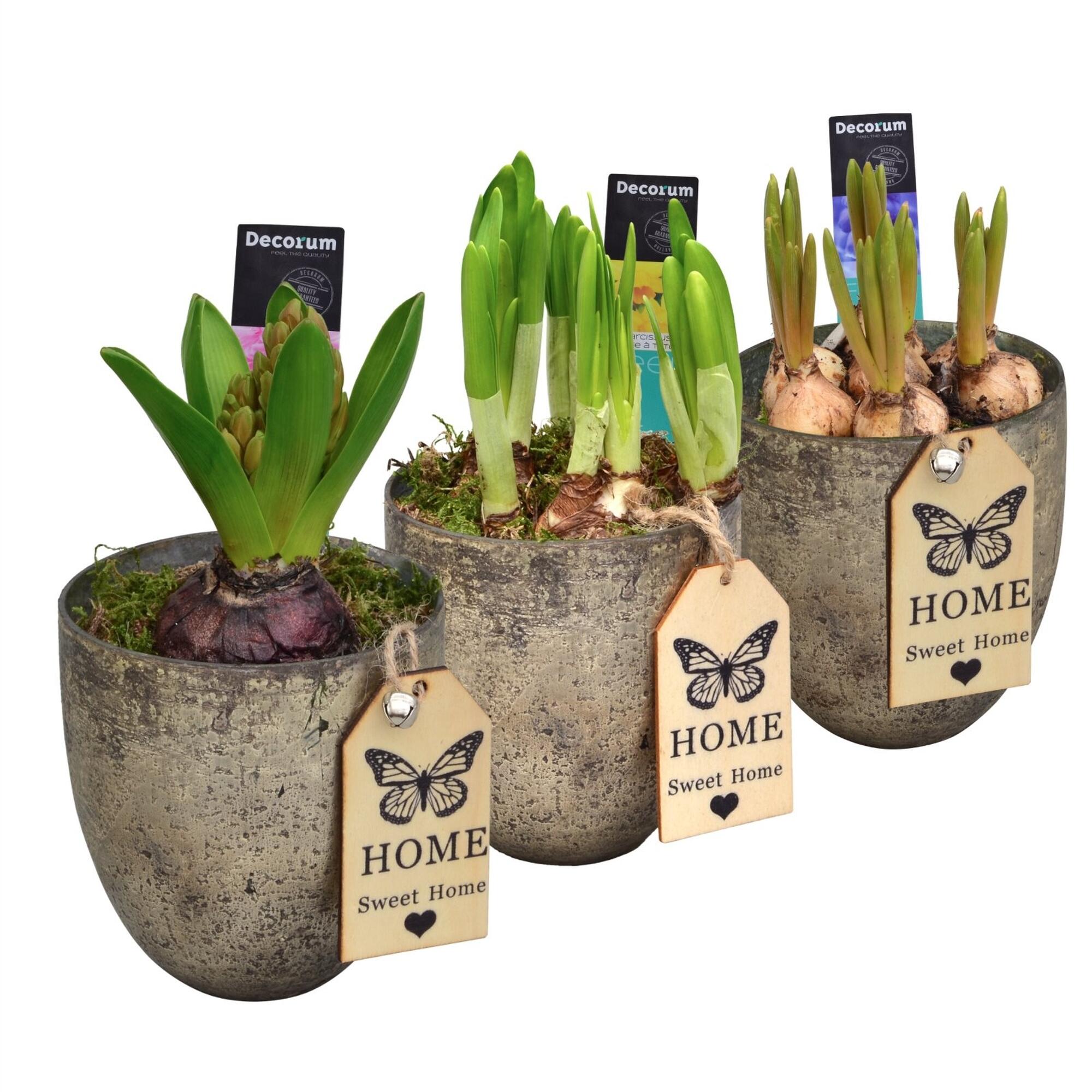 Planta cu flori Bollenmix Lucy, H 16 - 30 cm, Ø ghiveci 11 cm, diverse culori