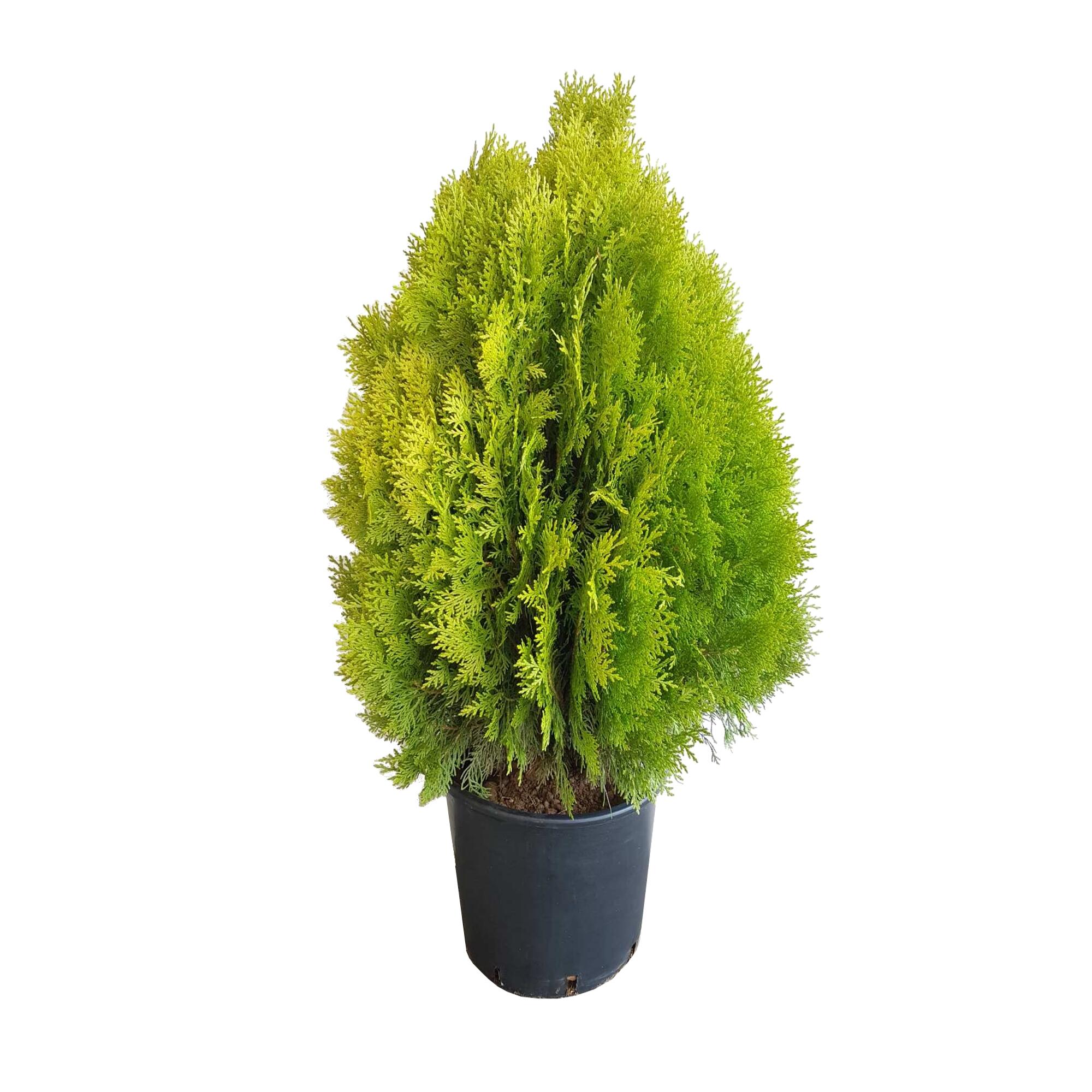 Conifer decorativ Thuja Aureanana, mutat in ghiveci, H 70 - 80 cm