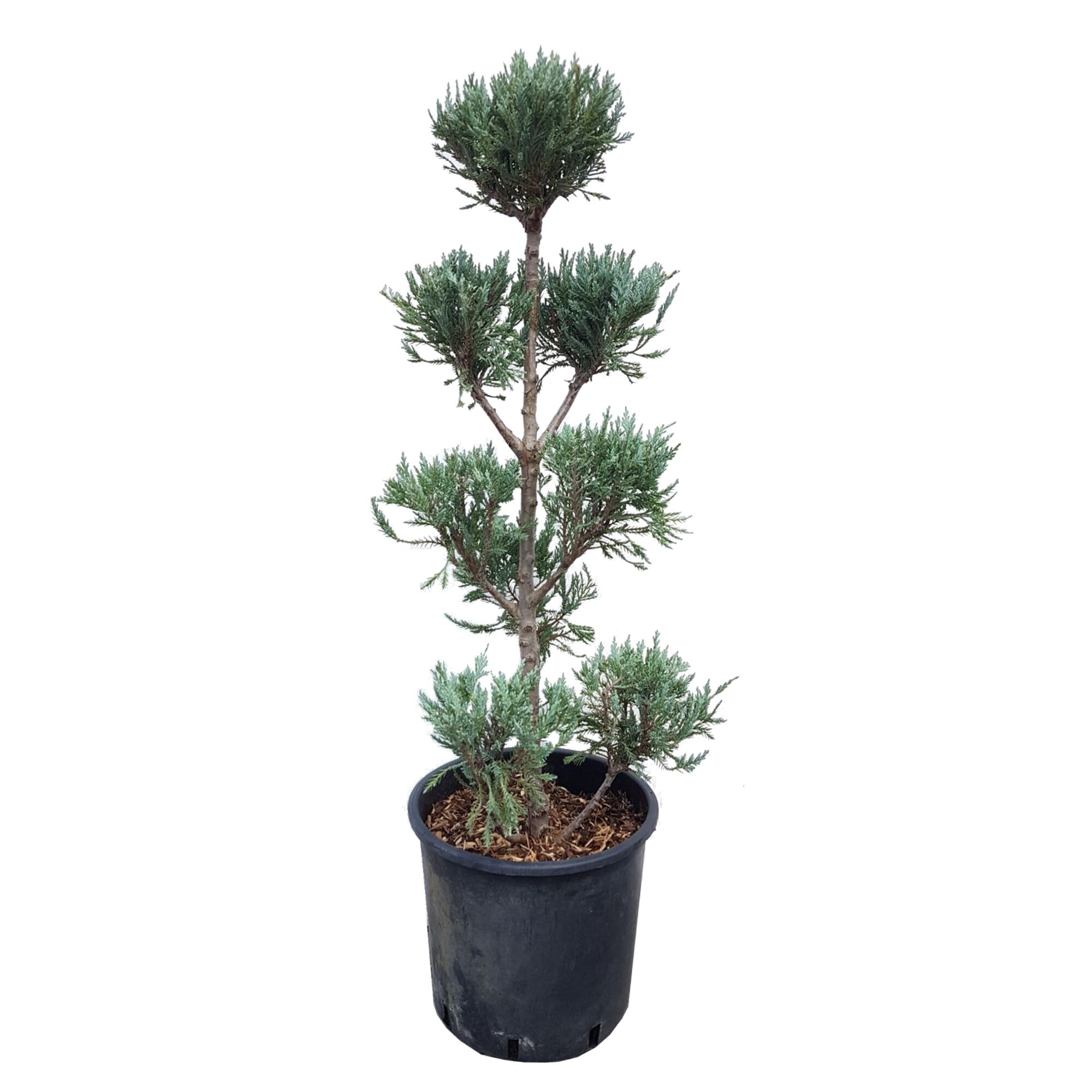 Conifer decorativ Juniperus Moonglow Pon Pon, crescut in ghiveci, H 80 cm, 7 L