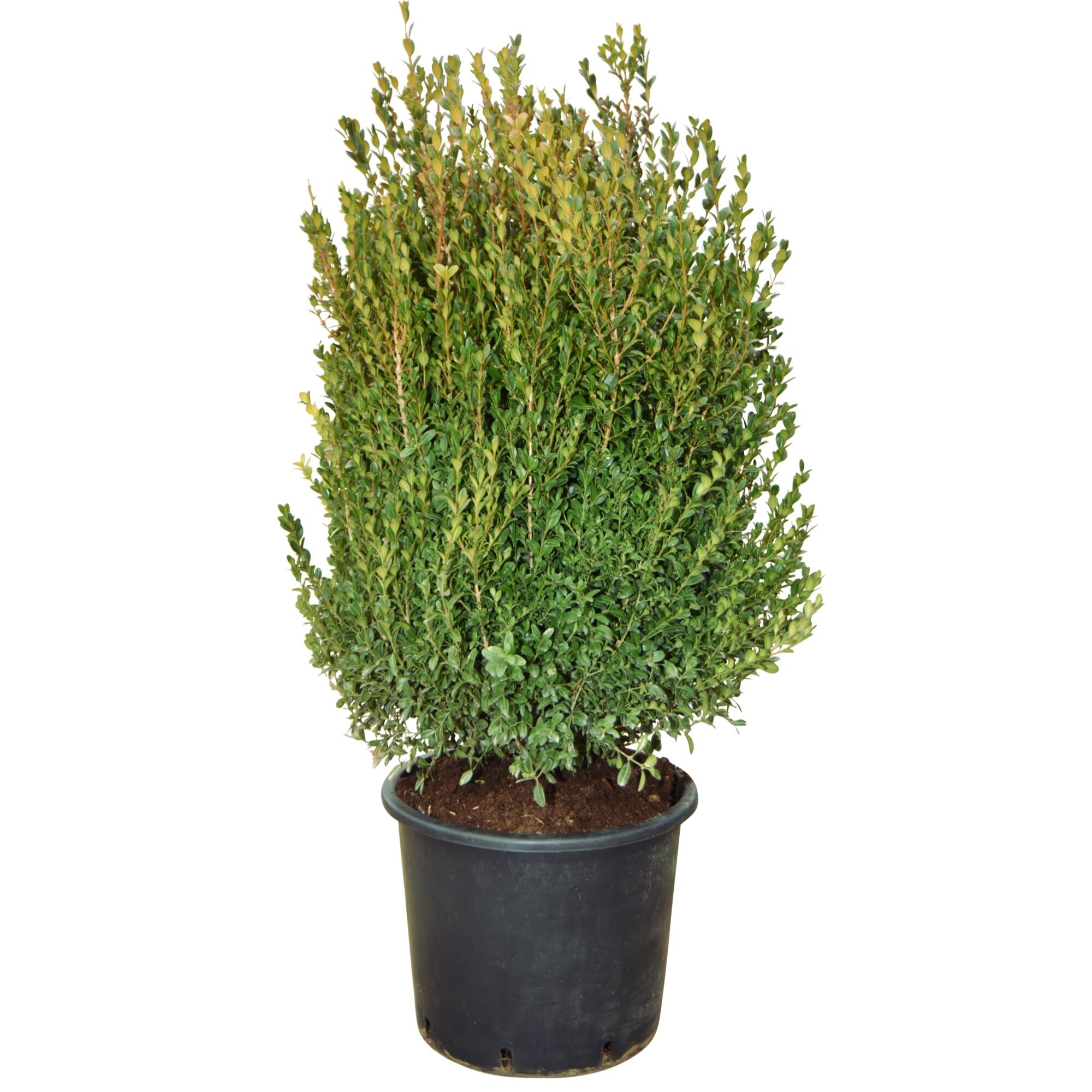 Arbust ornamental Buxus Falkner Bush, mutat in ghiveci, H 40-50 cm