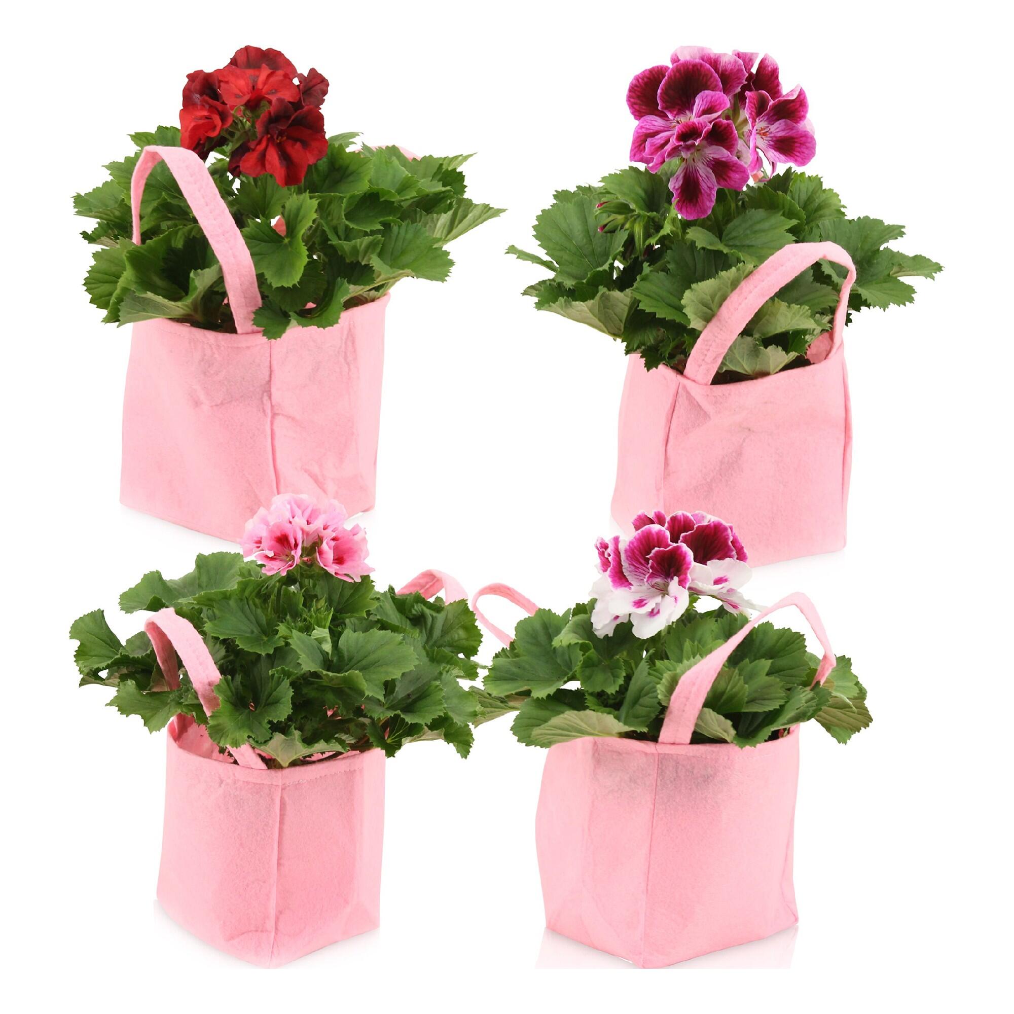 Planta cu flori Pelargonium, in cosulet cadou, H <15 cm, diverse culori