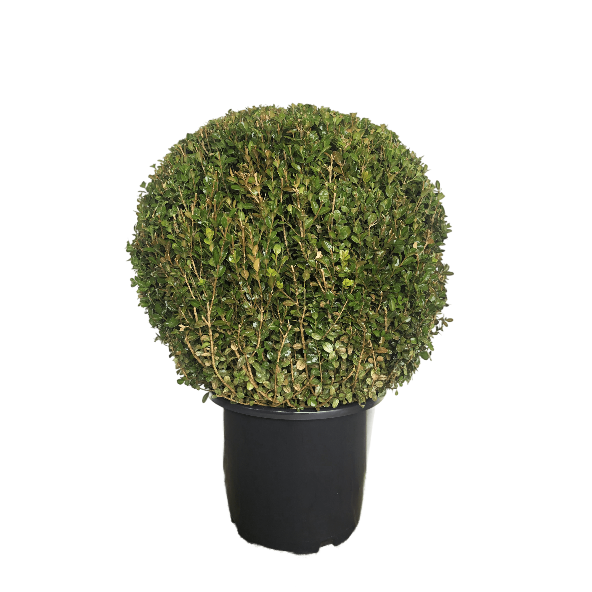 Arbust ornamental Buxus Faulkner Ball, mutat in ghiveci, H 40 - 50 cm