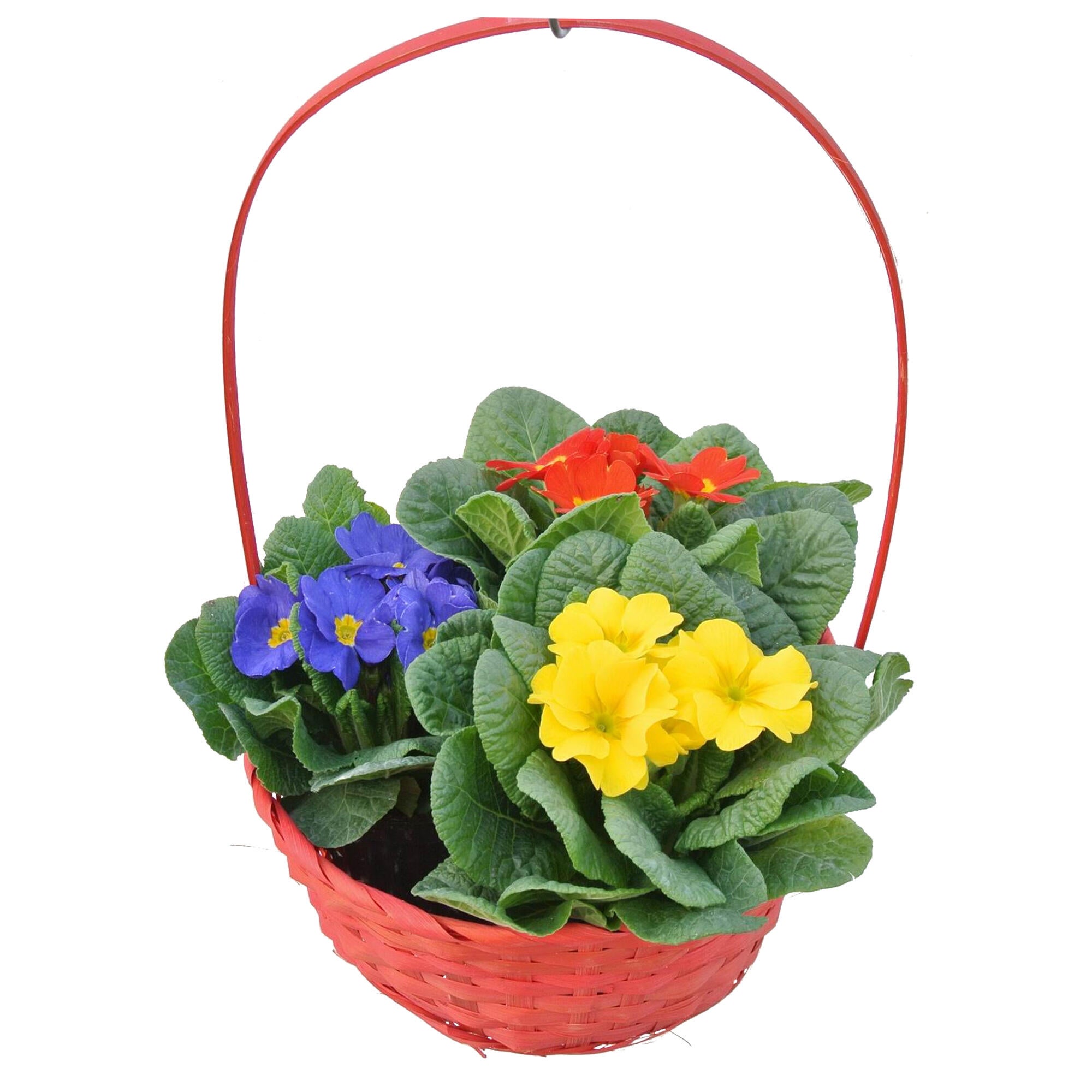 Aranjament Primula, 3 plante, diverse specii