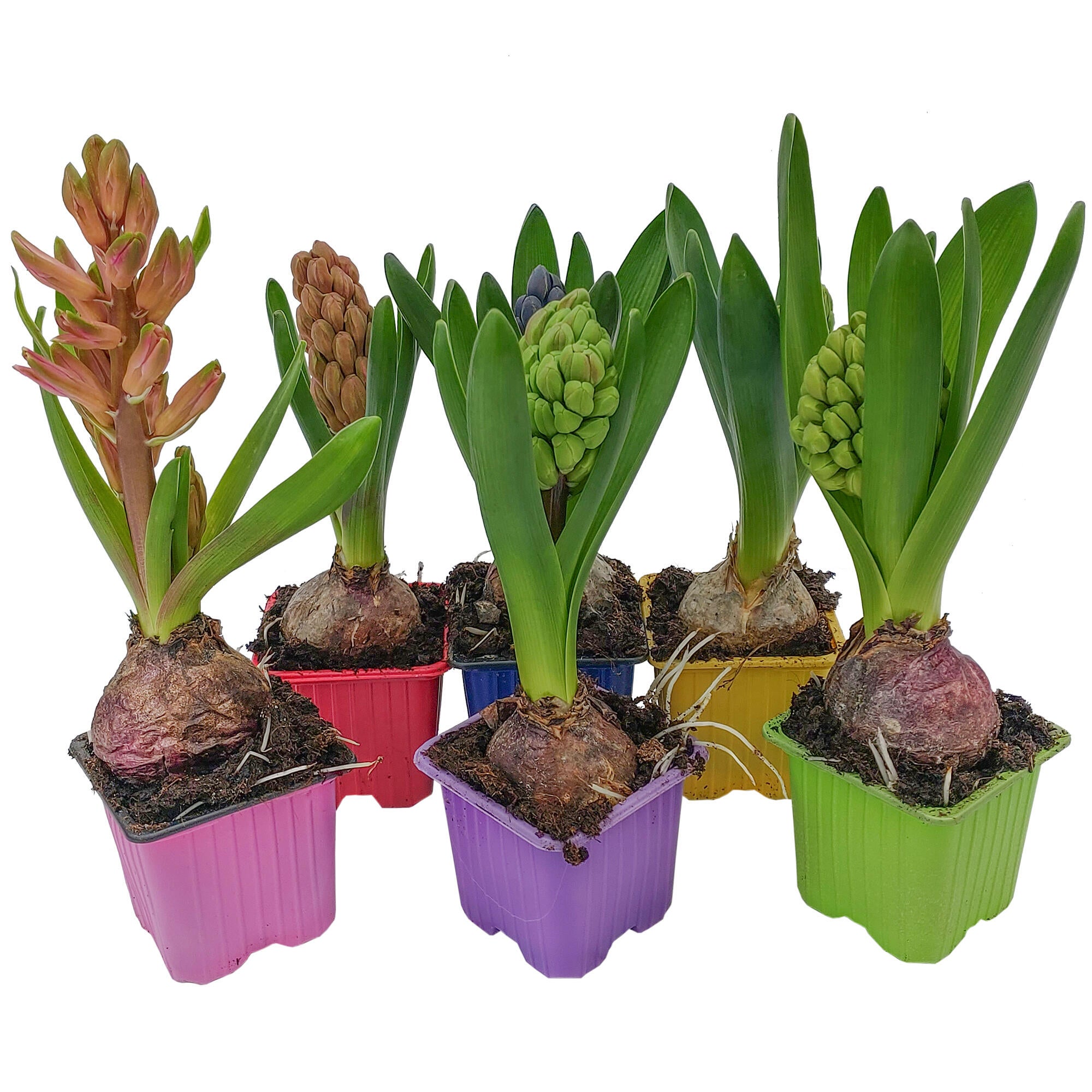 Planta cu flori Zambila, H 15 - 30 cm, Ø ghiveci 7 cm, diverse culori