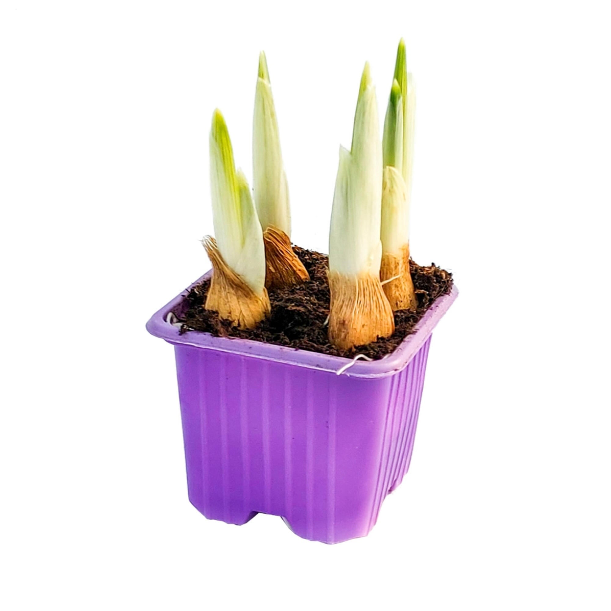 Planta cu flori Iris, 4 bulbi, H 16 - 30 cm, Ø ghiveci 7 cm