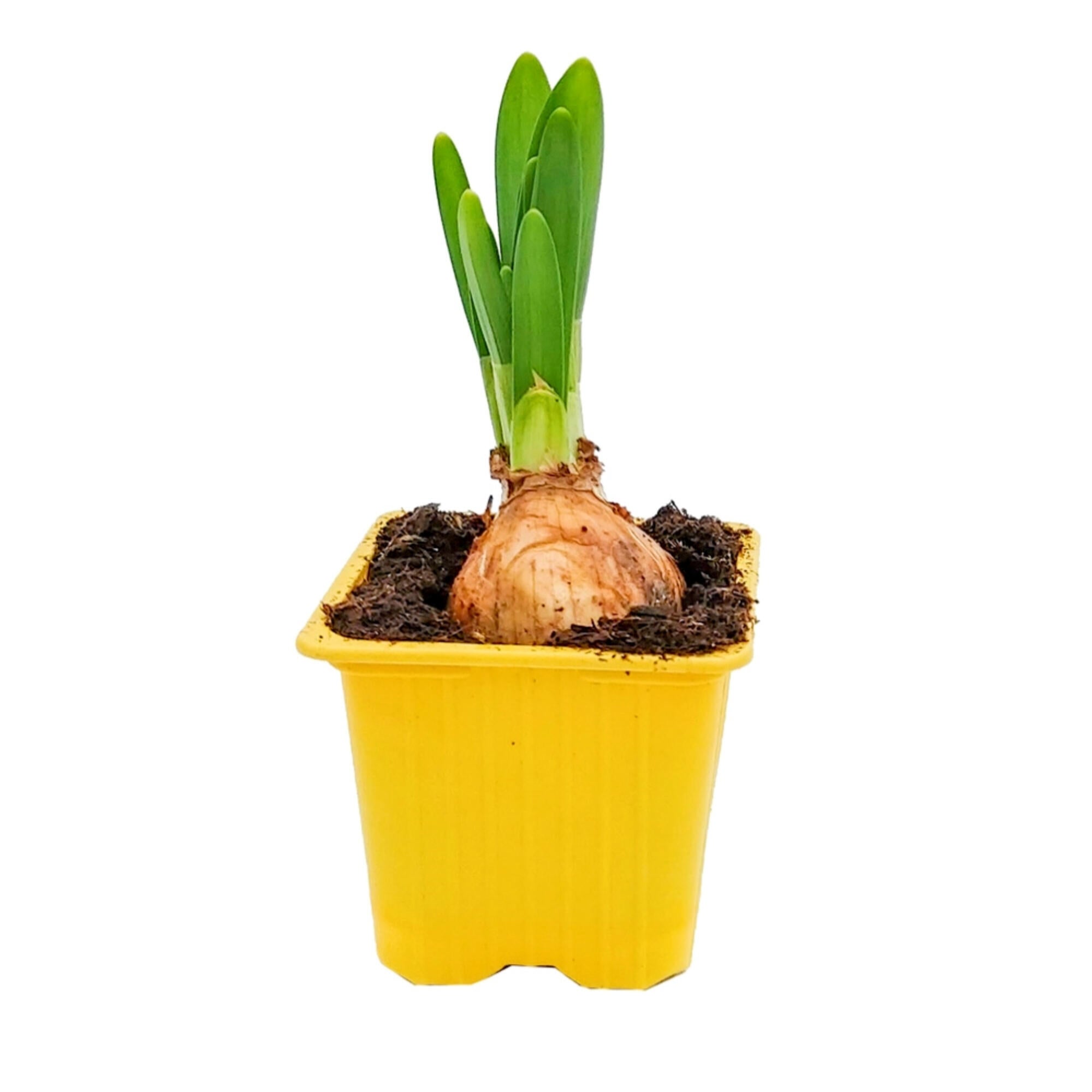Planta cu flori Narcisa Hybrida, 1 bulb, H 16 - 30 cm, Ø ghiveci 7 cm