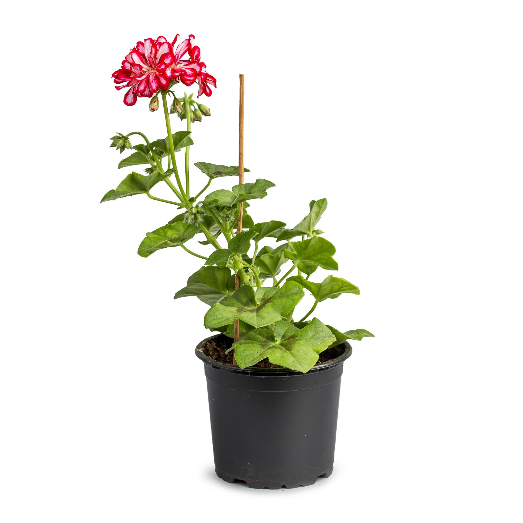 Planta decorativa Pelargonium Peltatum Double, Ø 9 cm, diverse specii si culori
