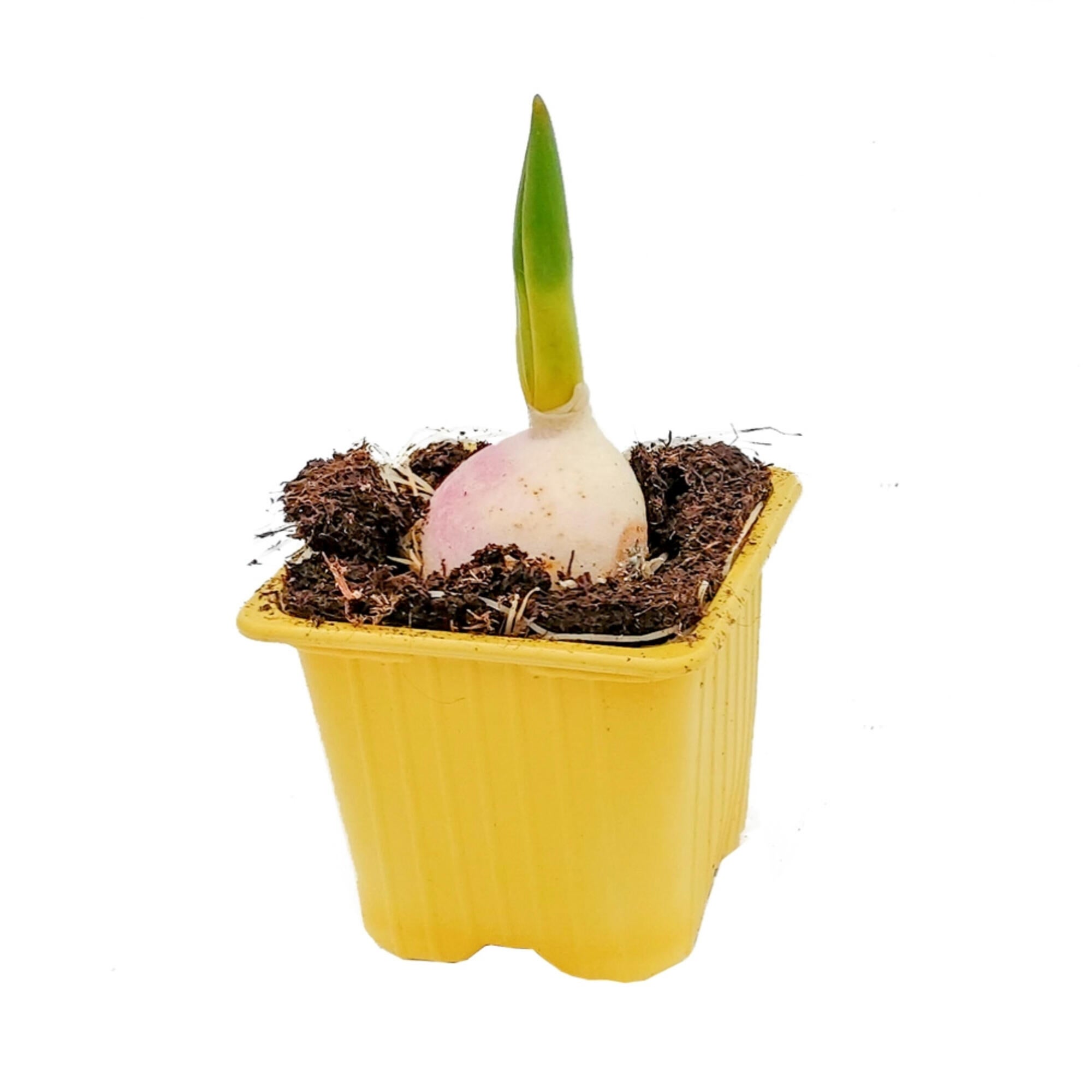 Planta cu flori Lalea X Hybrida, 1 bulb, H 16 - 30 cm, Ø ghiveci 7 cm, diverse culori