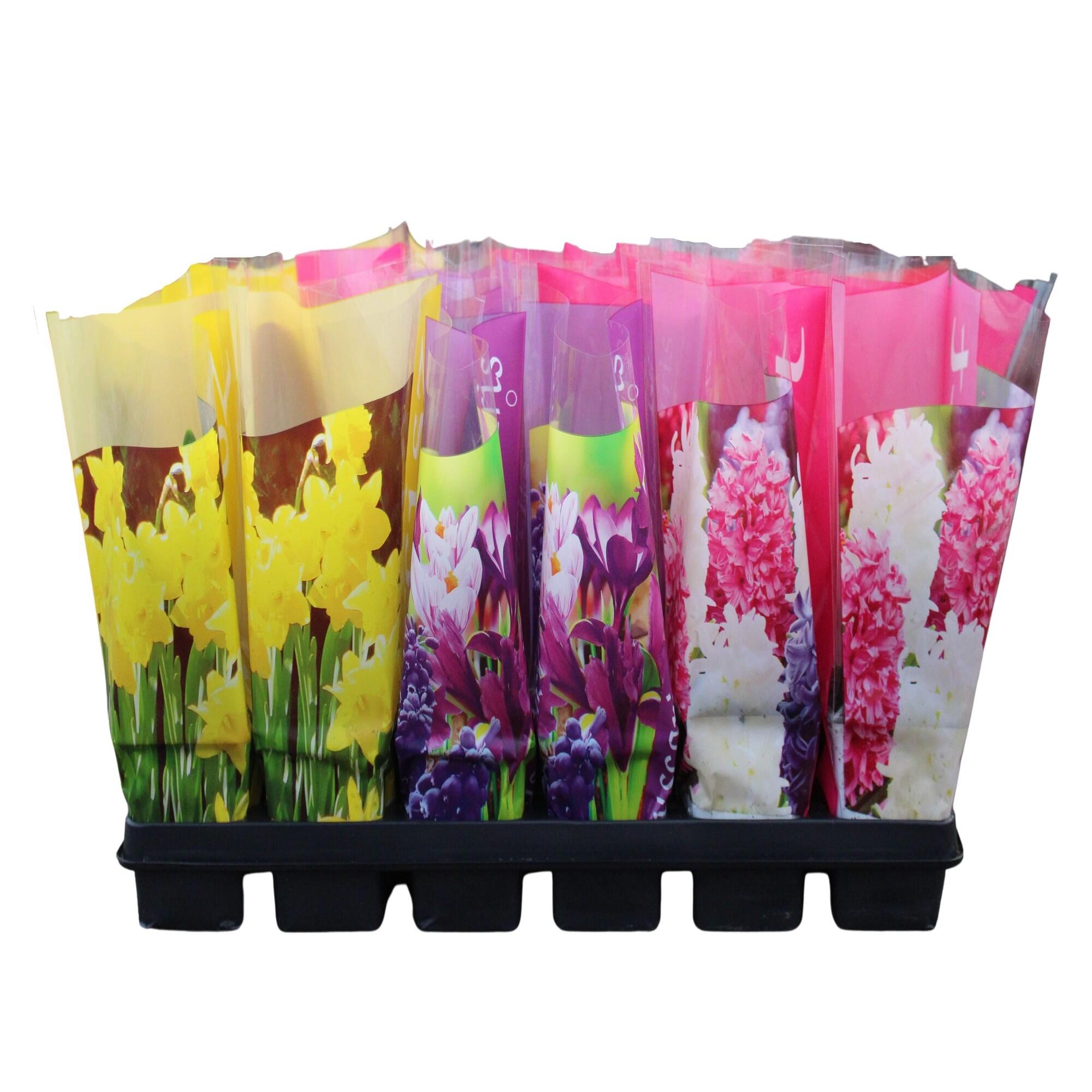 Mix bulbi, inaltime 16 - 30 cm, Ø ghiveci 7 cm, diverse specii