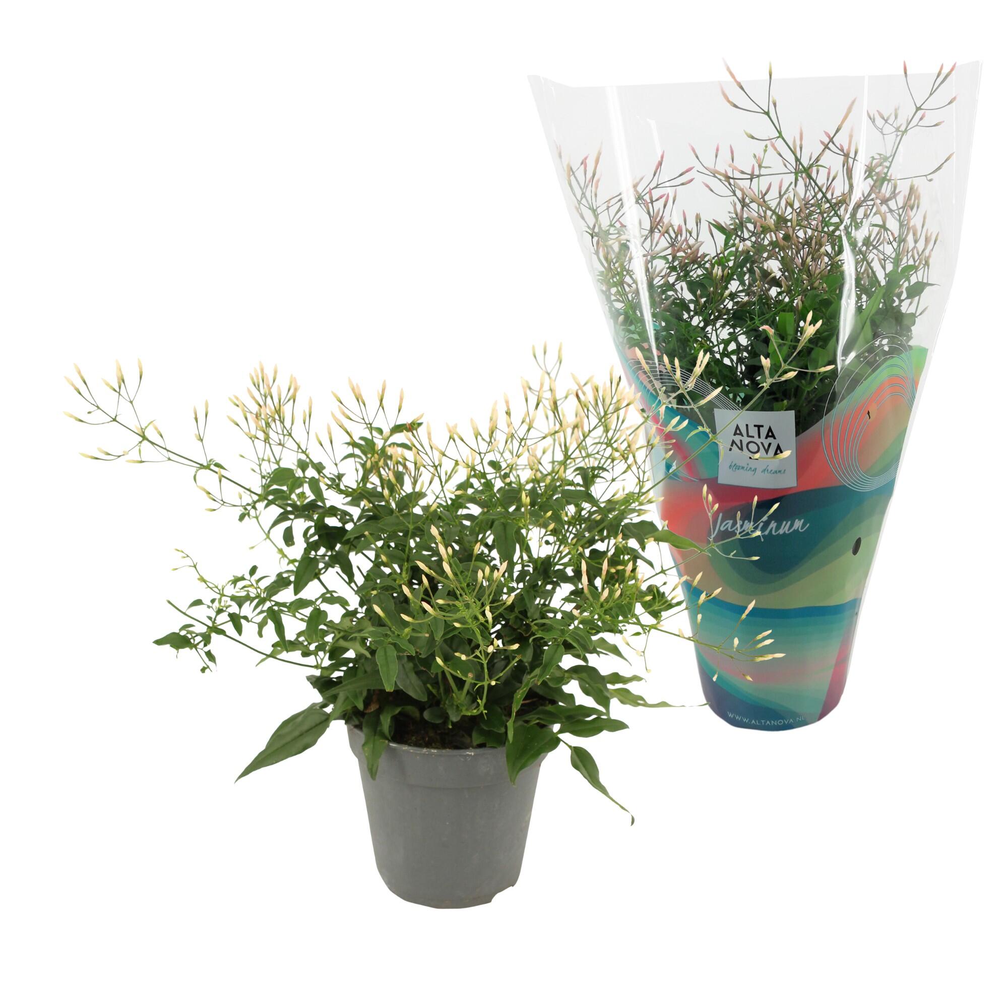 Planta de exterior cu flori Jasminum Polyanthum Bush, crescuta in ghiveci, H < 50 cm, diverse culori