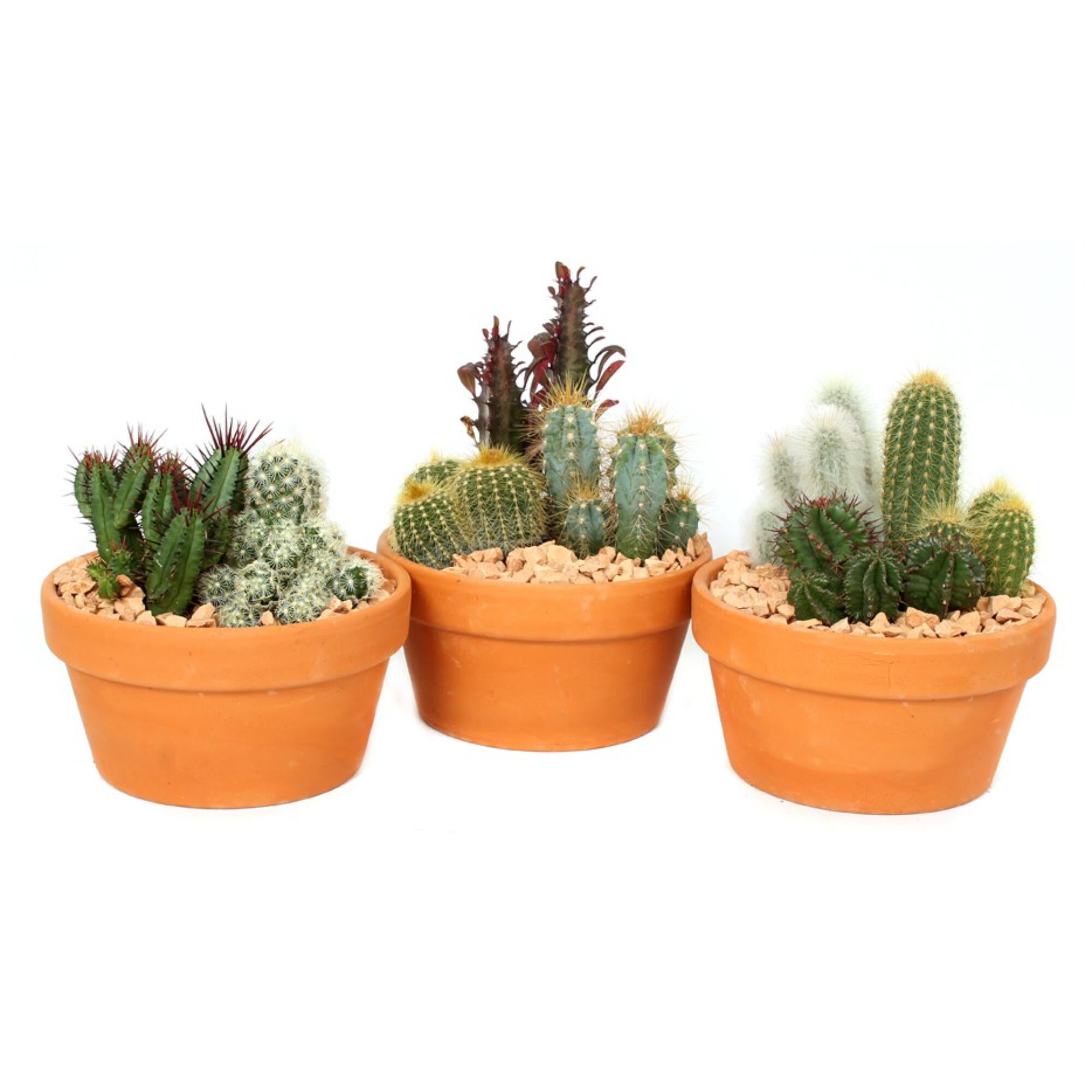 Aranjament cactus, H 16 - 30 cm, Ø ghiveci 17 cm, diverse modele