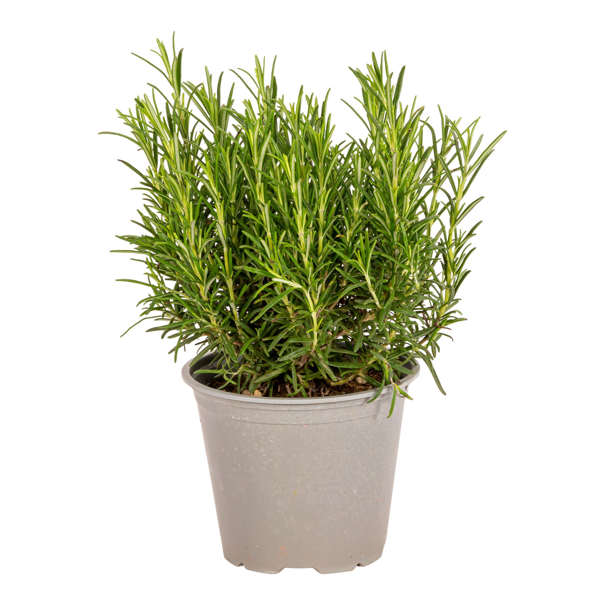 Rozmarin, planta aromatica la ghiveci