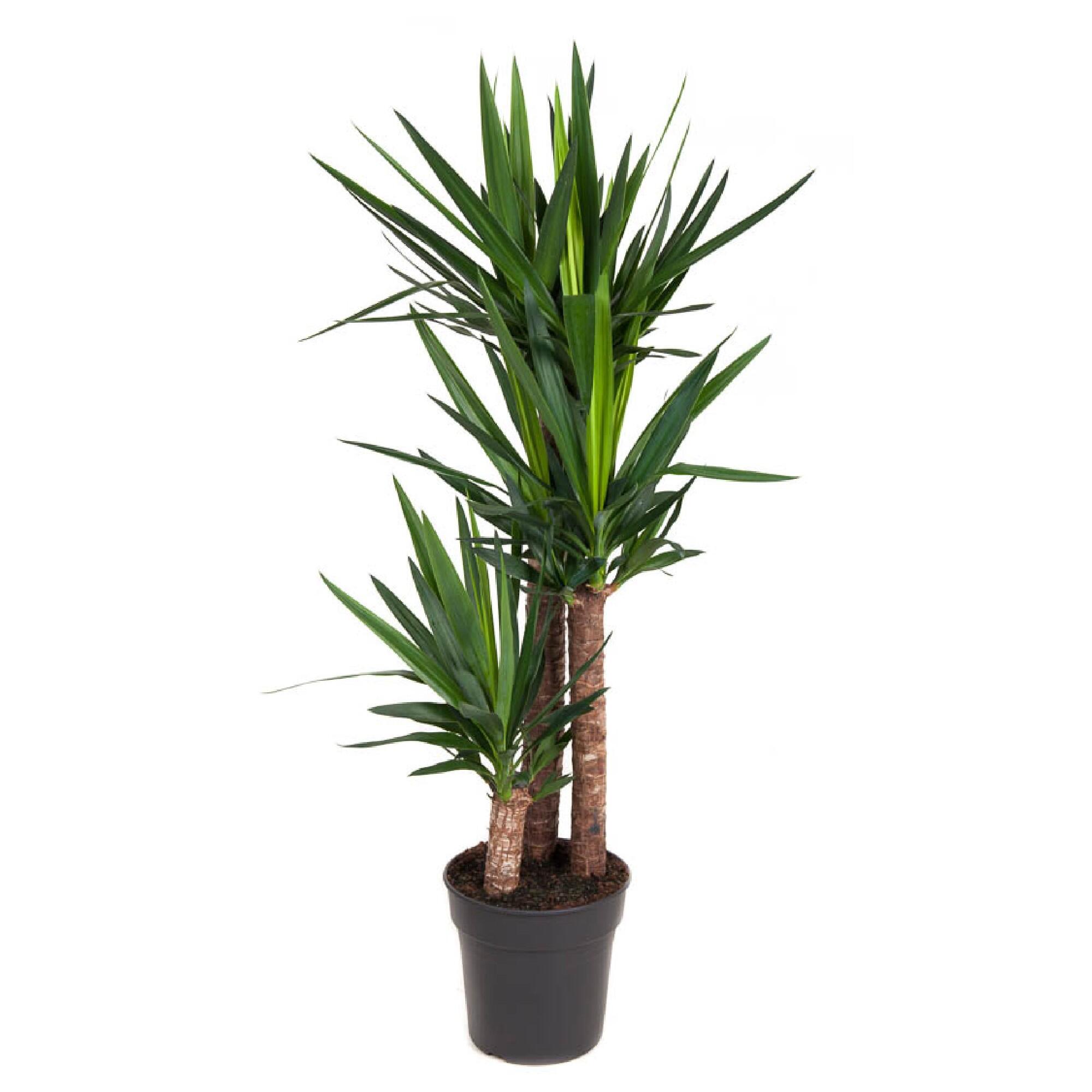 Planta verde Yucca, H 90 cm, Ø ghiveci 27 cm